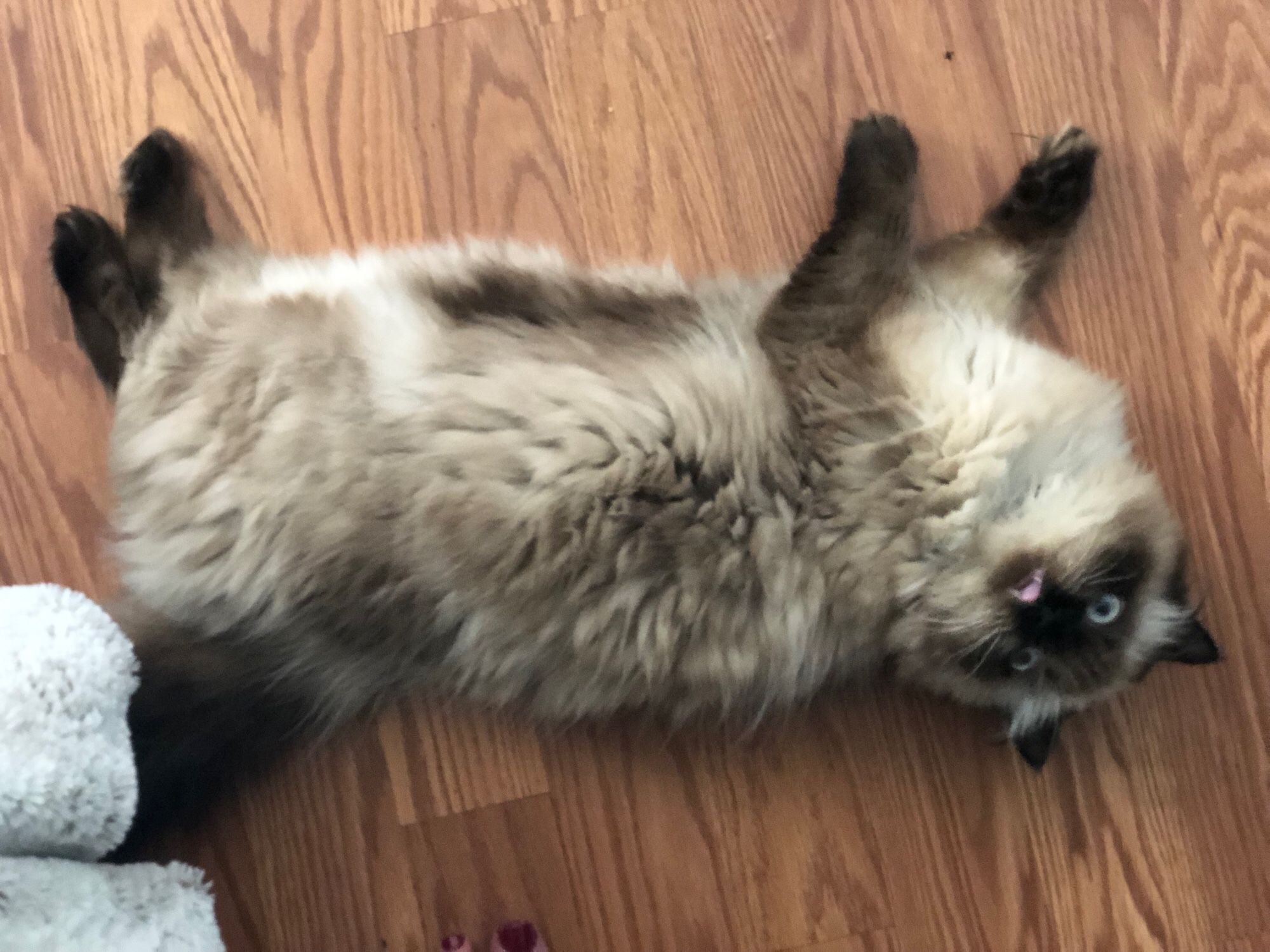 Extremely adorable tiny cat with chocolate and cream coloring like a Siamese and long silky fur. She's very tiny. She's on her side on the floor looking up at the camera and her mouth is open in a meow.