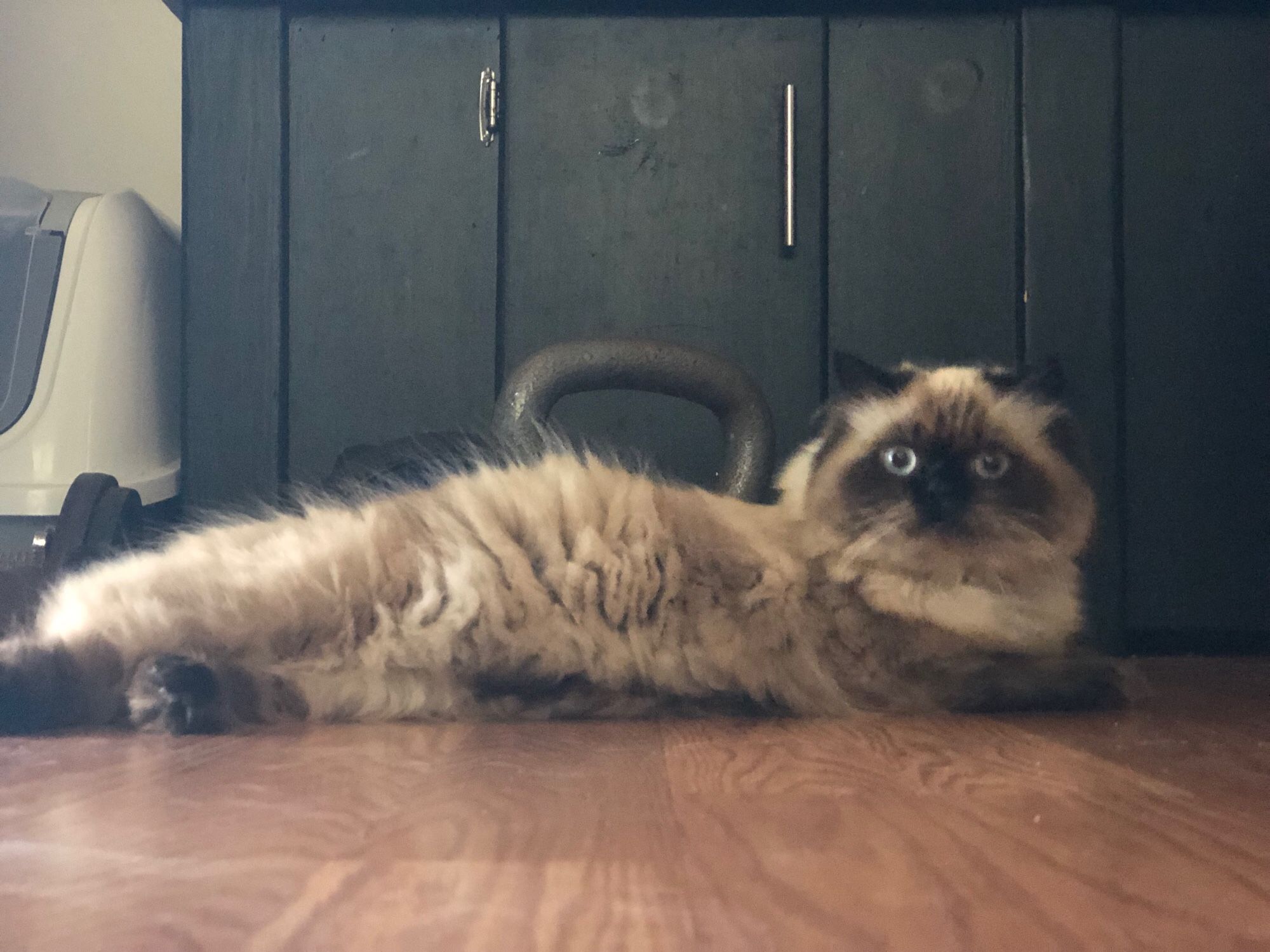 Extremely adorable tiny cat with chocolate and cream coloring like a Siamese and long silky fur. She is laying on the floor and staring directly at me with huge bright blue eyes. She has never had a single thought in her head.