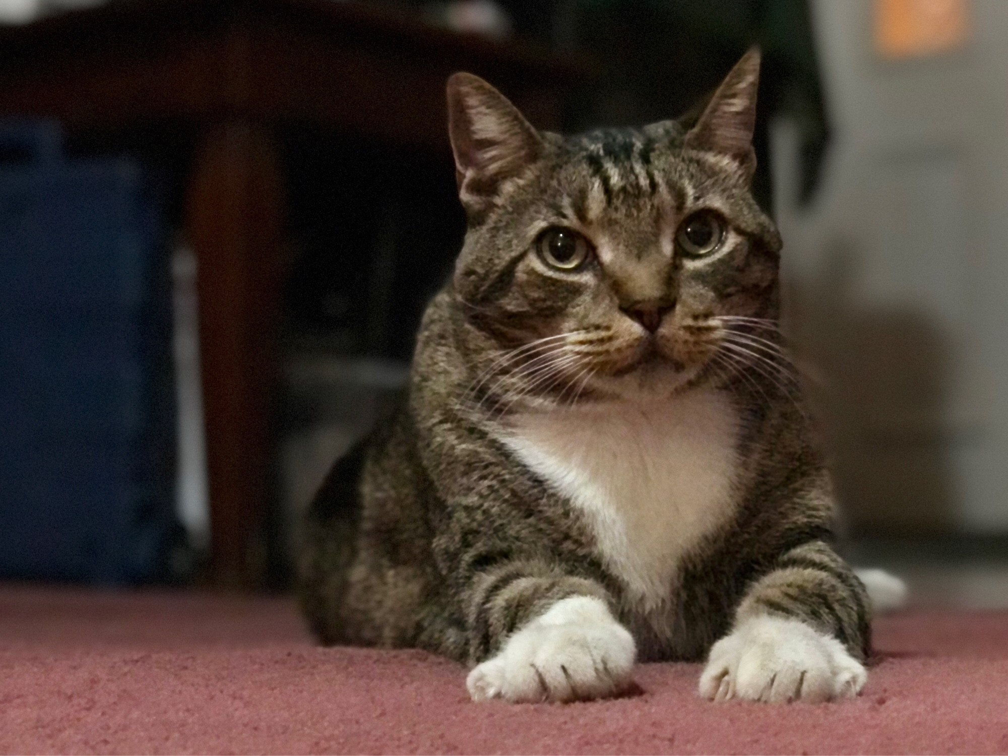 A very large and handsome tabby cat with a creamy white chest and huge white paws. His name is Bobby.