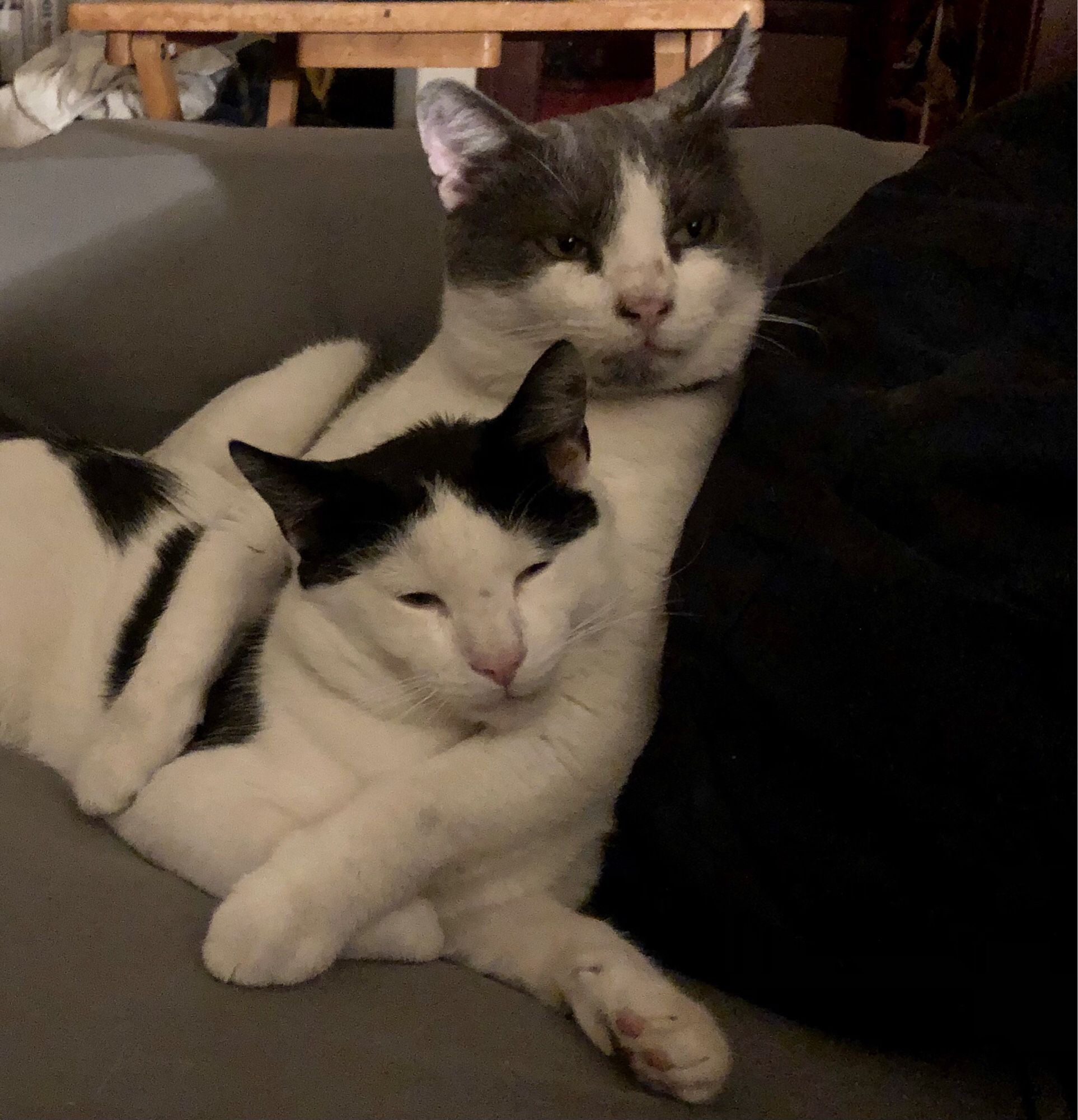 A grey and white cat with his arms around a smaller black and white cat that looks a lot like him. The grey and white cat looks very proud.