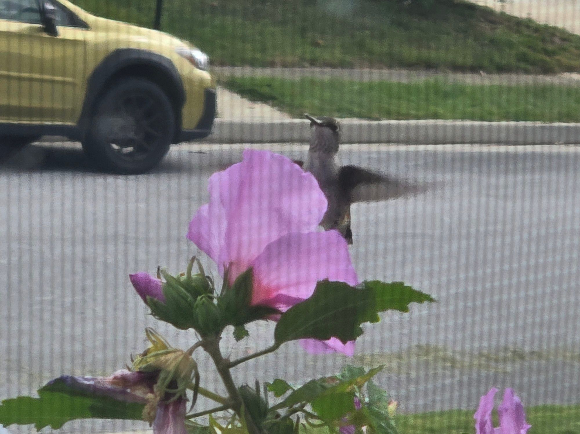 A humming bird hovering next to a pink flower.