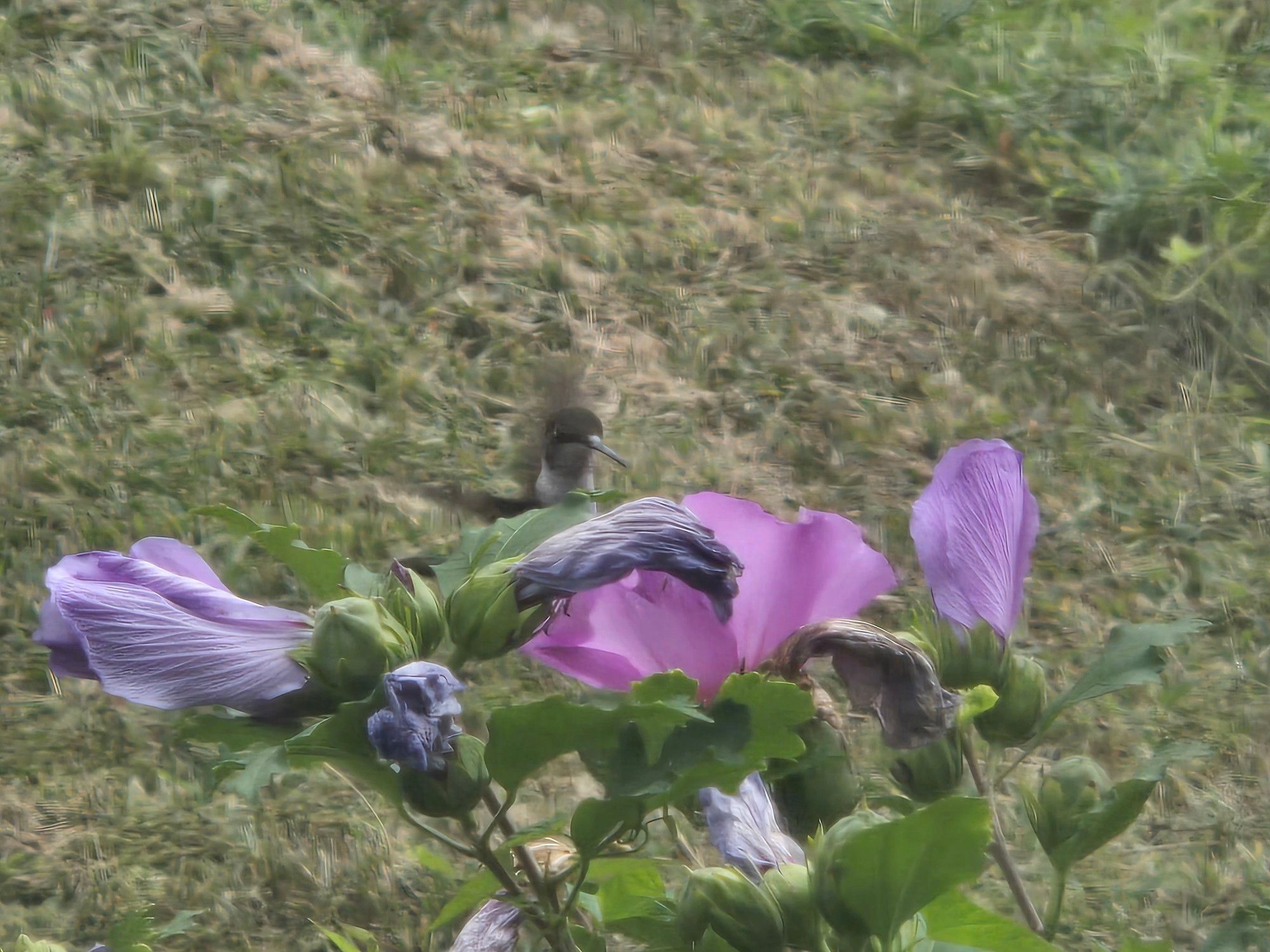 A humming bird hovering next to a pink flower.