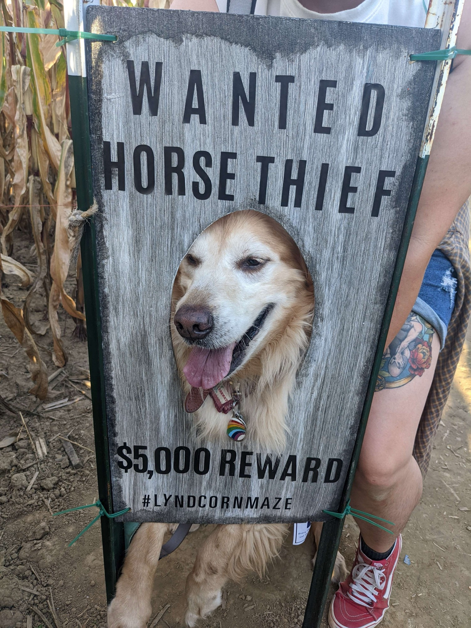 a photo op wanted poster sign with a dog's face in it. the dog is being held up by a human who is hidden behind the sign. the sign is a wanted poster with a hole cut in the middle. the sign says "WANTED HORSE THIEF $5000 REWARD #lyndcornmaze". the dog is a golden retriever. he is smiling and his face is white.