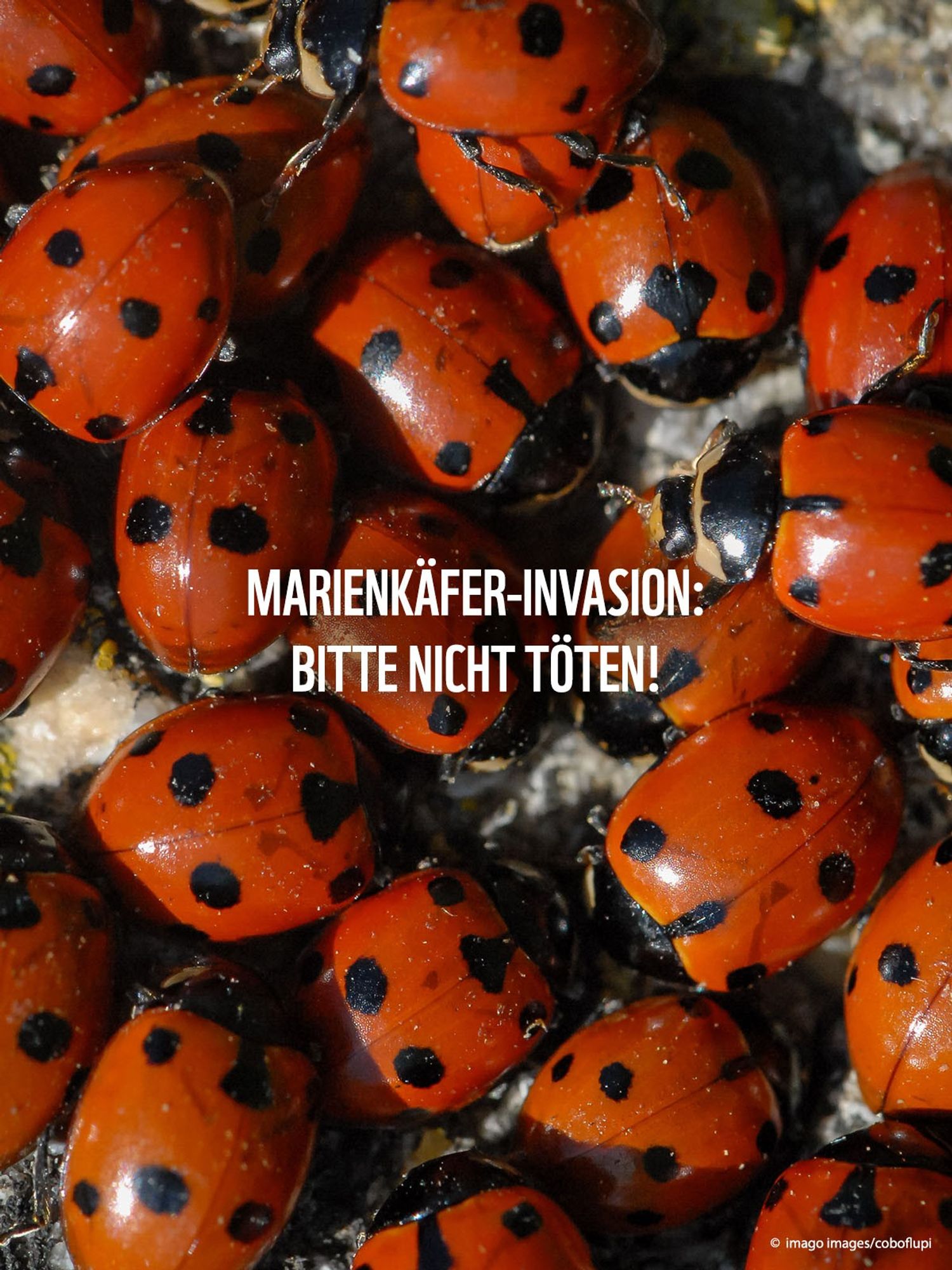 Ganz viele Marienkäfer auf einem Haufen, Text: Marienkäfer-Invasion - bitte nicht töten!