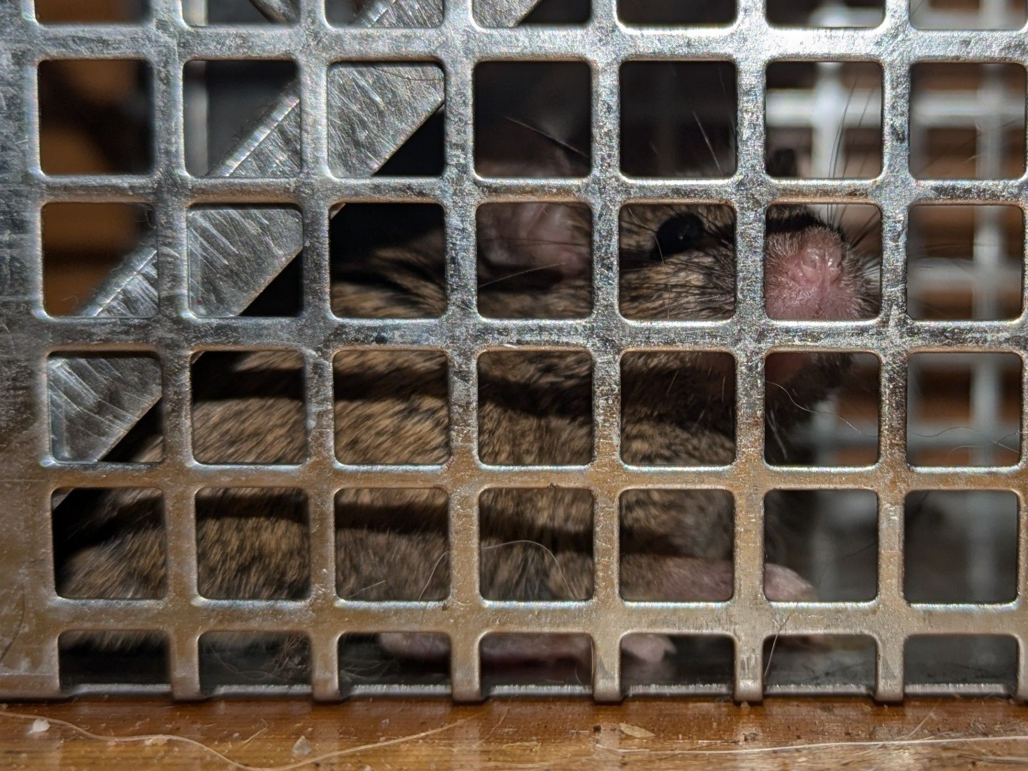 Very cute mouse in a Hav-a-hart cage trap