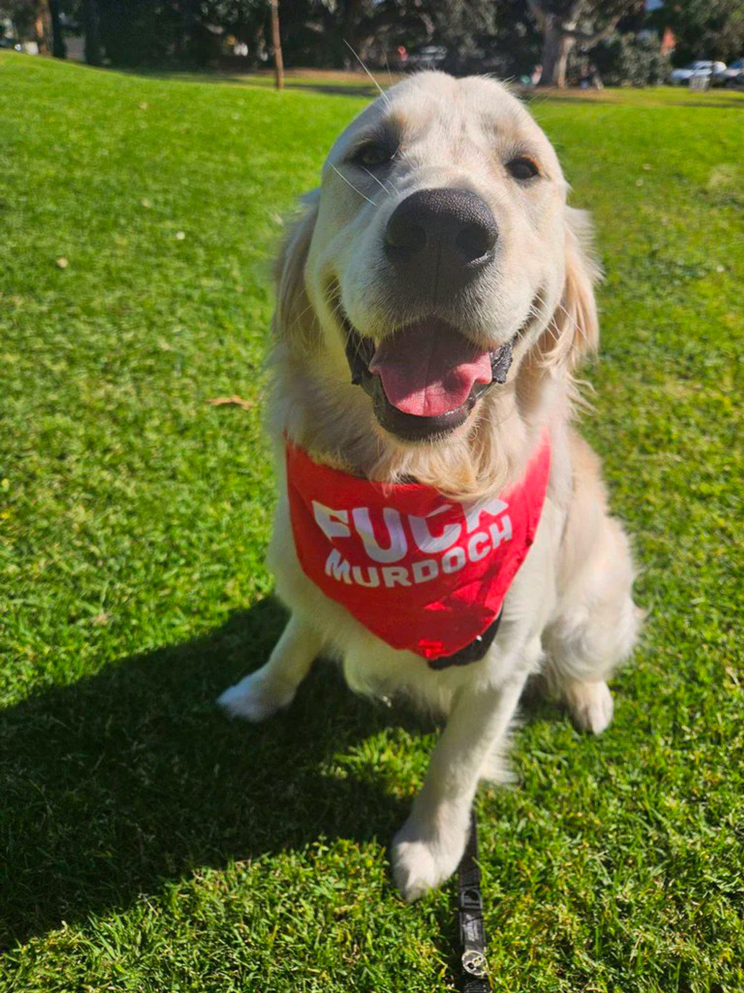 A very happy golden retriever is sitting on grass and staring at the camera. The dog is wearing a red bandana with the words "Fuck Murdoch" on it.