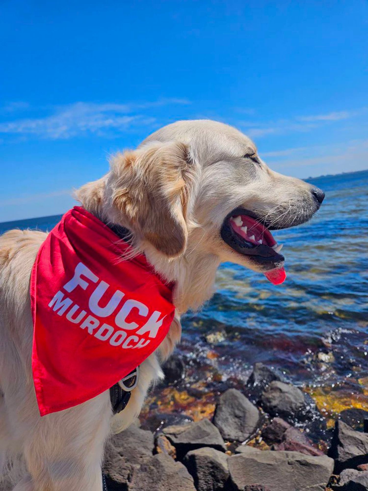 A happy golden retriever standing on rocks by the beach looking out across the water. It is a beautiful day with blue sky and very little clouds. The dog is wearing a red bandana with the words "Fuck Murdoch" on it.