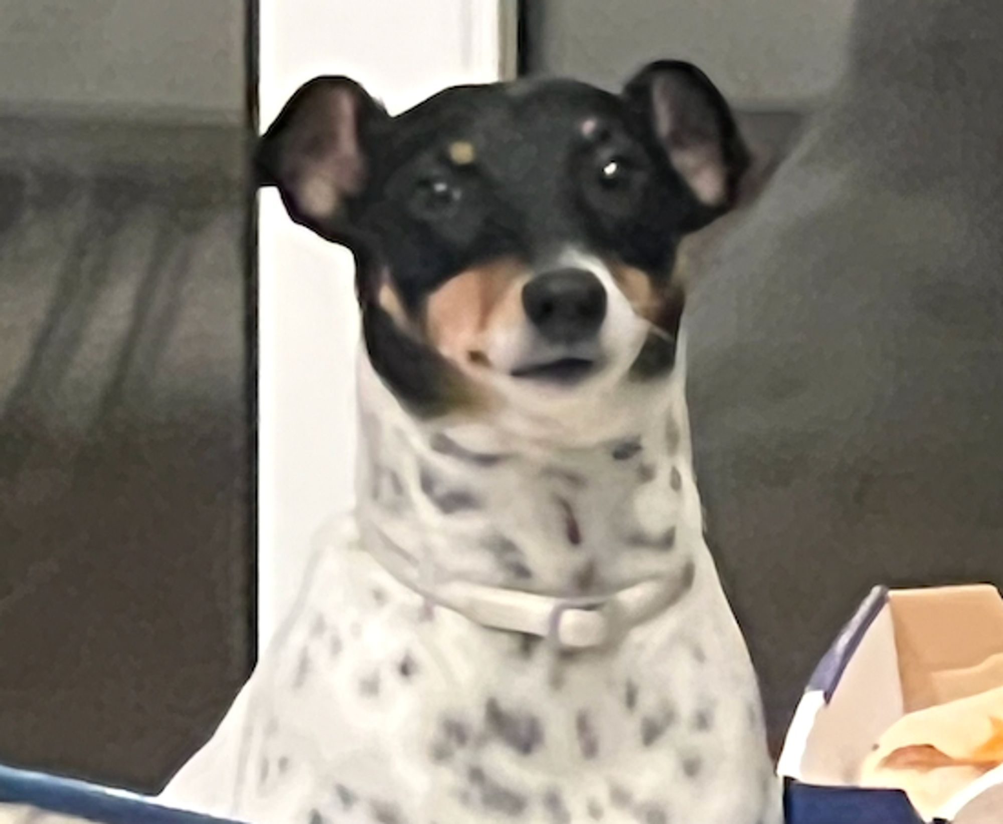 A fox terrier with an inexplicably skrunkly demeanor