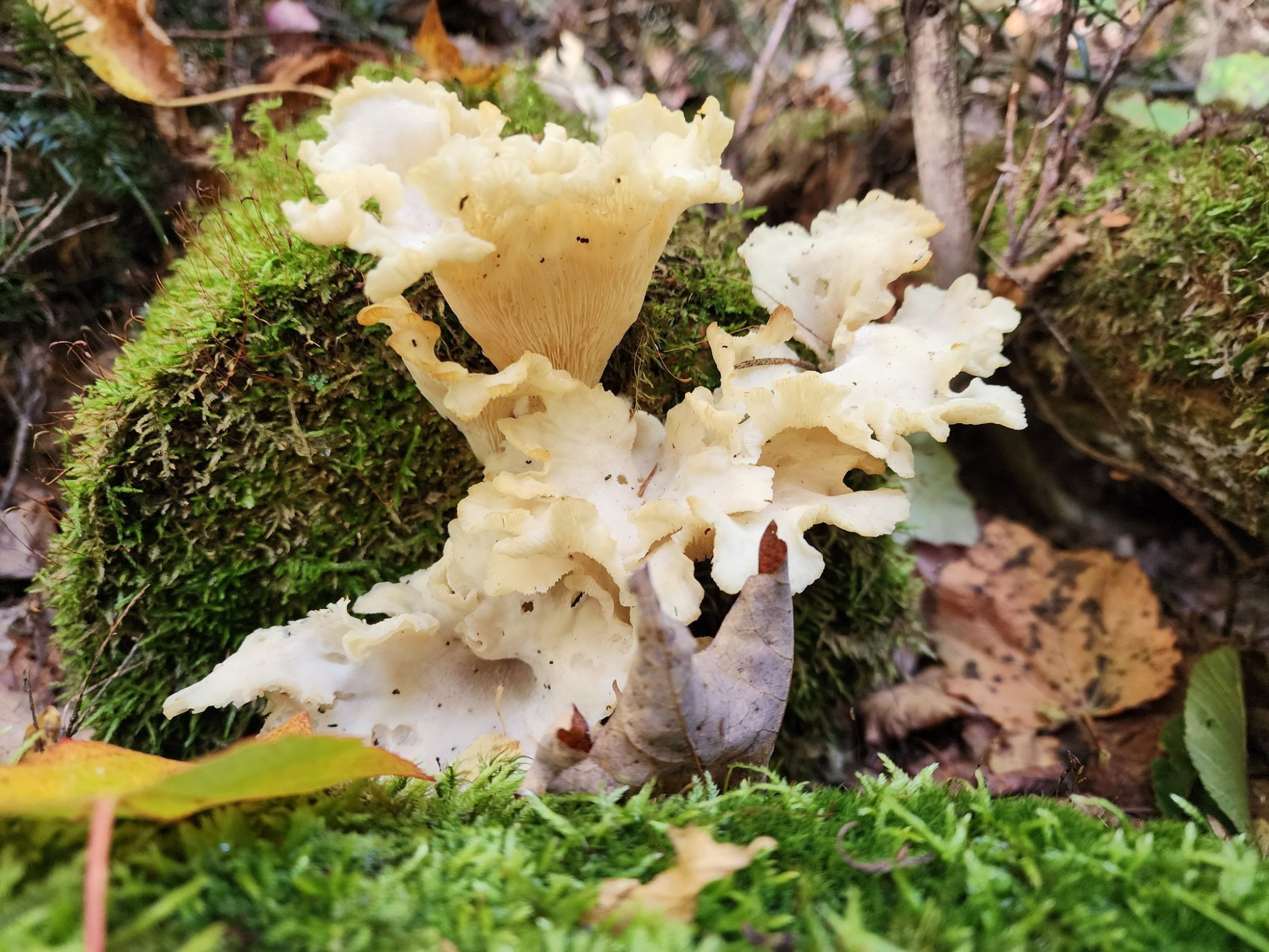 Angel wings fungi on a mossy log.