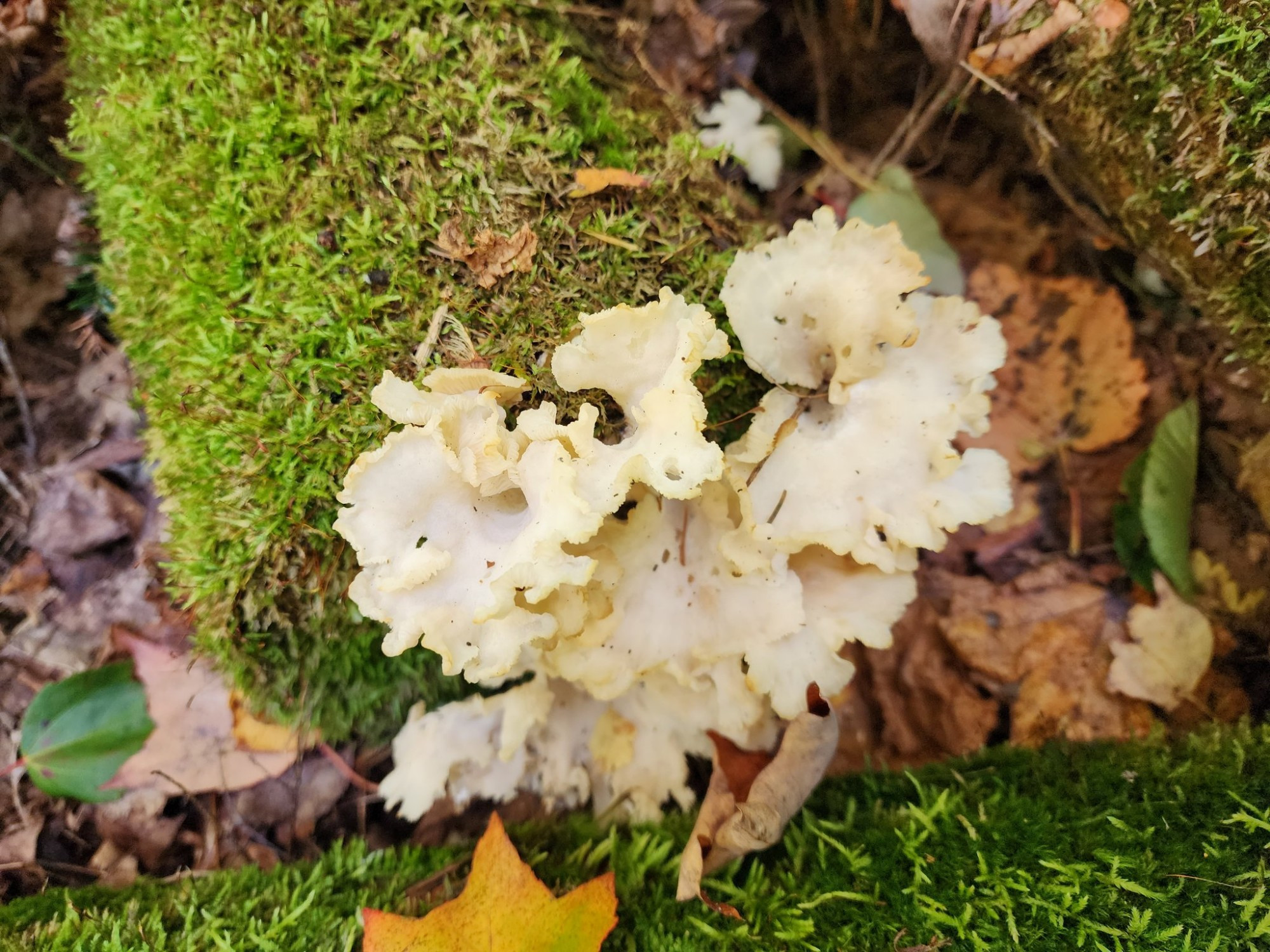 Top view of Angel wings fungi on a mossy log.