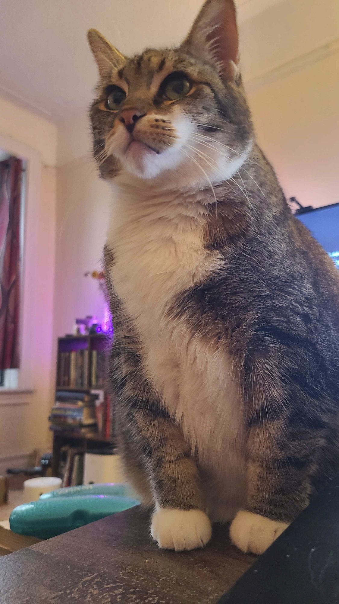 my cat sitting on my desk looking stern and wise