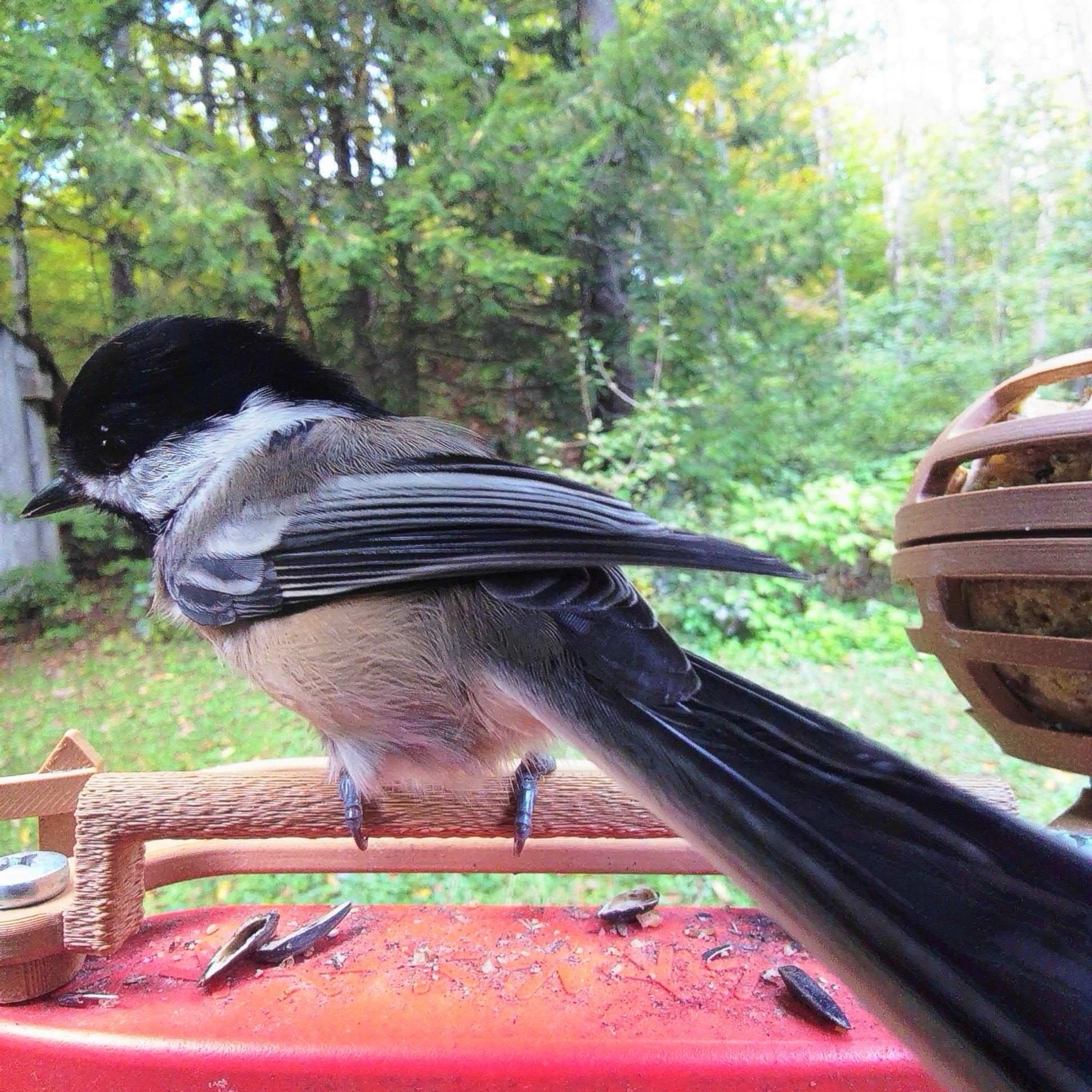 A chickadee at a feeder. Dont know if its the angle or what but the chickadee’s head/cranium looks huge