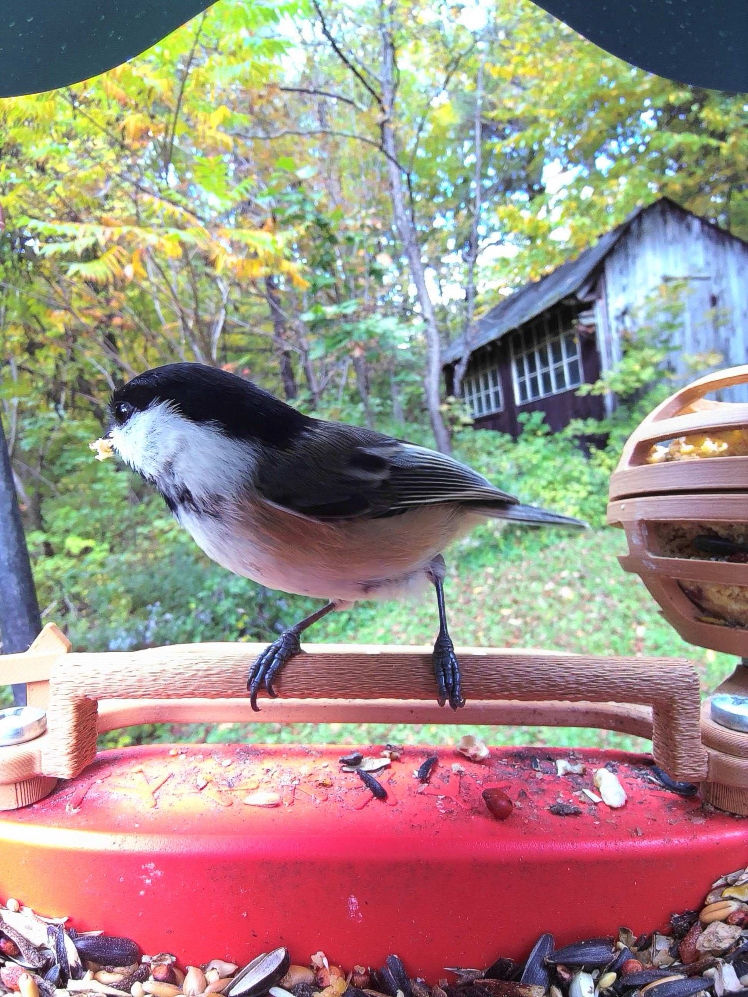 A chickadee at a feeder turning back toward the woods with a seed in its mouth. Some of the staghorn sumacs are turning fall colors