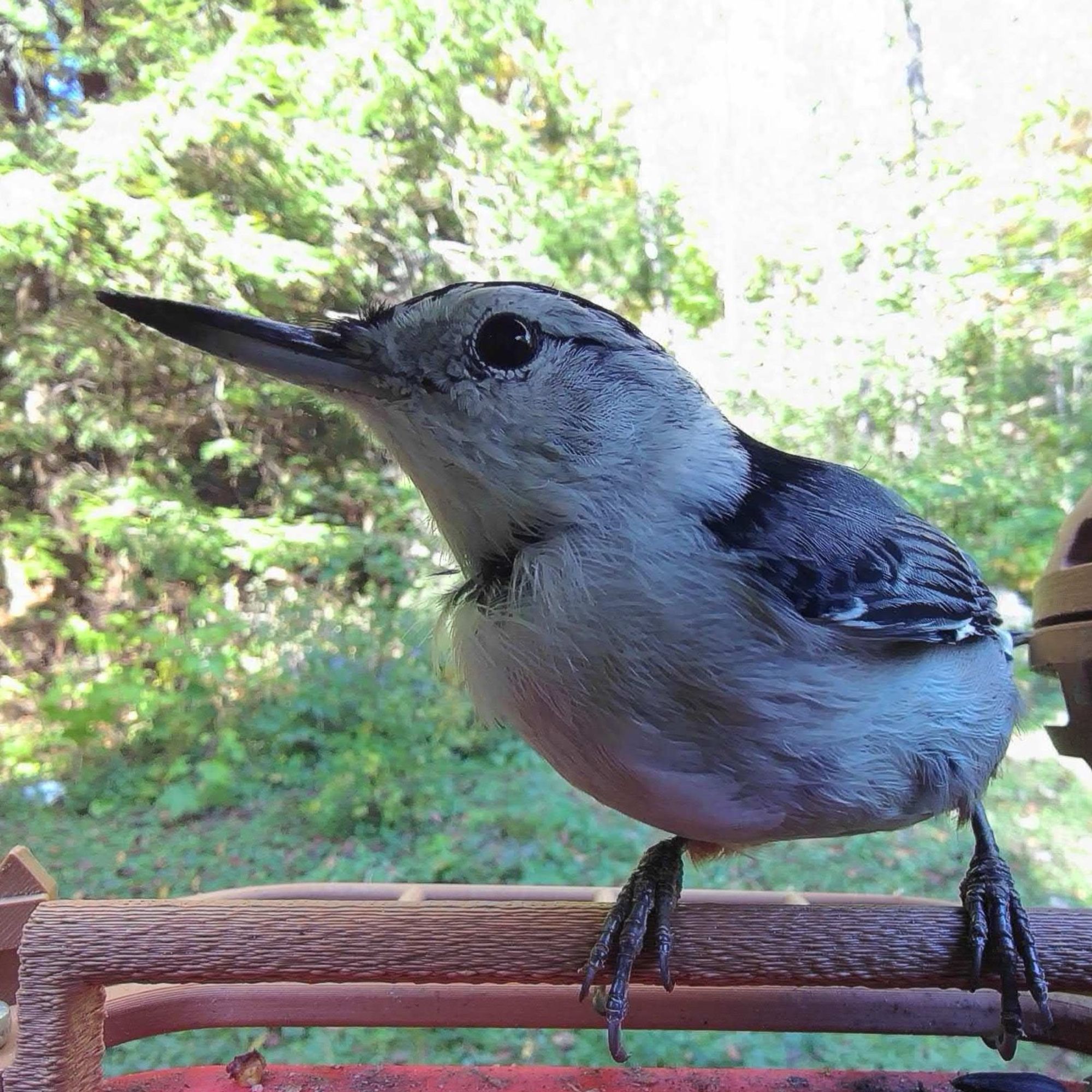 Side profile of a white-breasted nuthatch, sleek and demure, trim and mindful, cutting a fine figure perched at a feeder