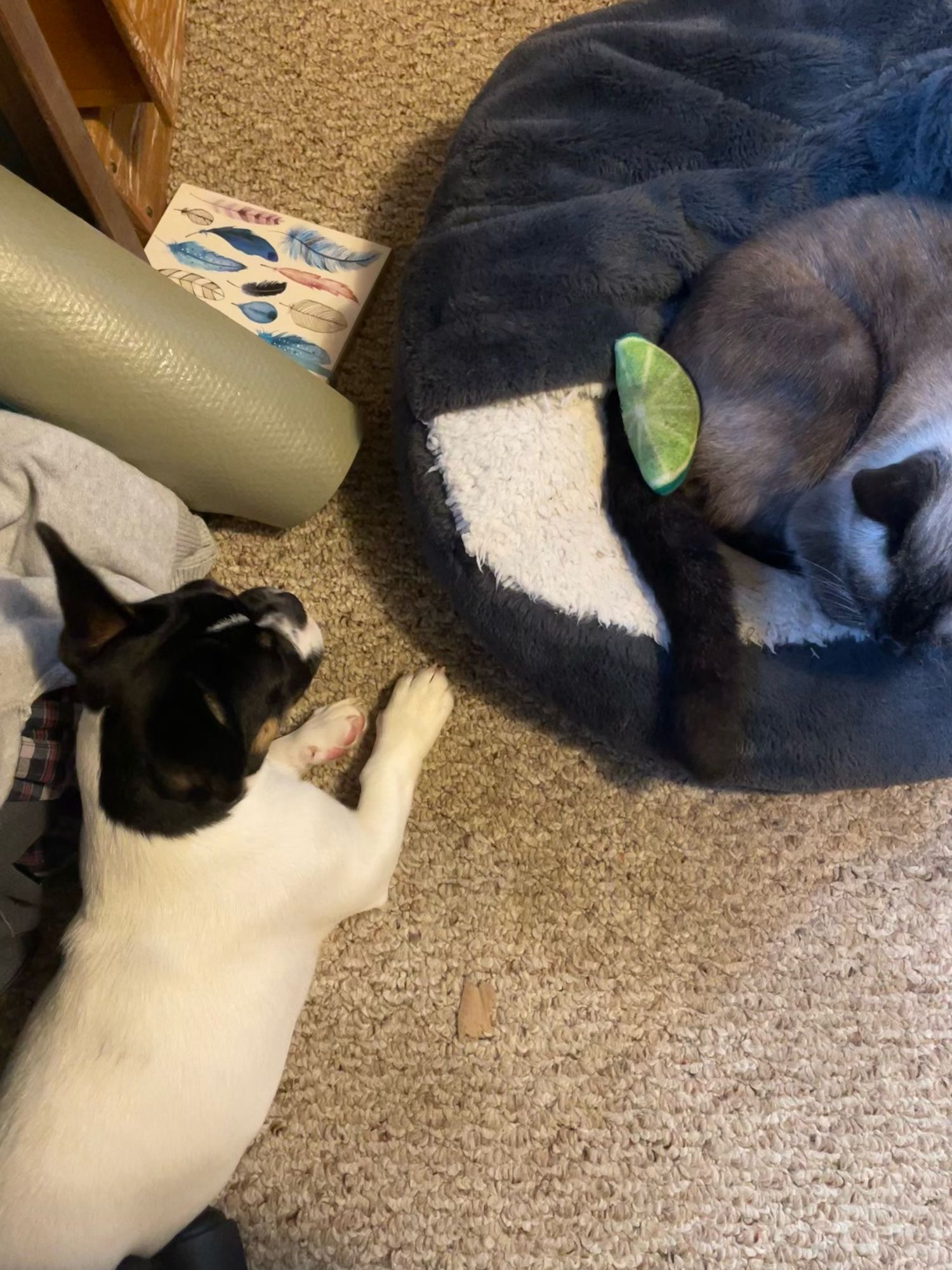 A cat curled up in a doggie bed with a stuffed lime squeaky toy deposited on his tail by a puppy who awaits his reaction with great interest