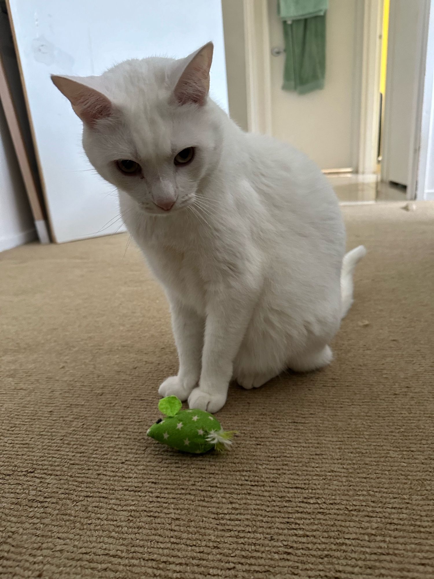 White cat sits on carpet with green toy mouse