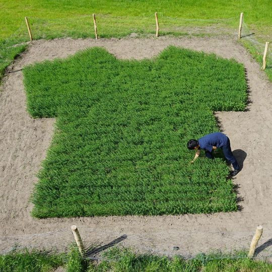 A green grassy field shaped into the shape of a t shirt