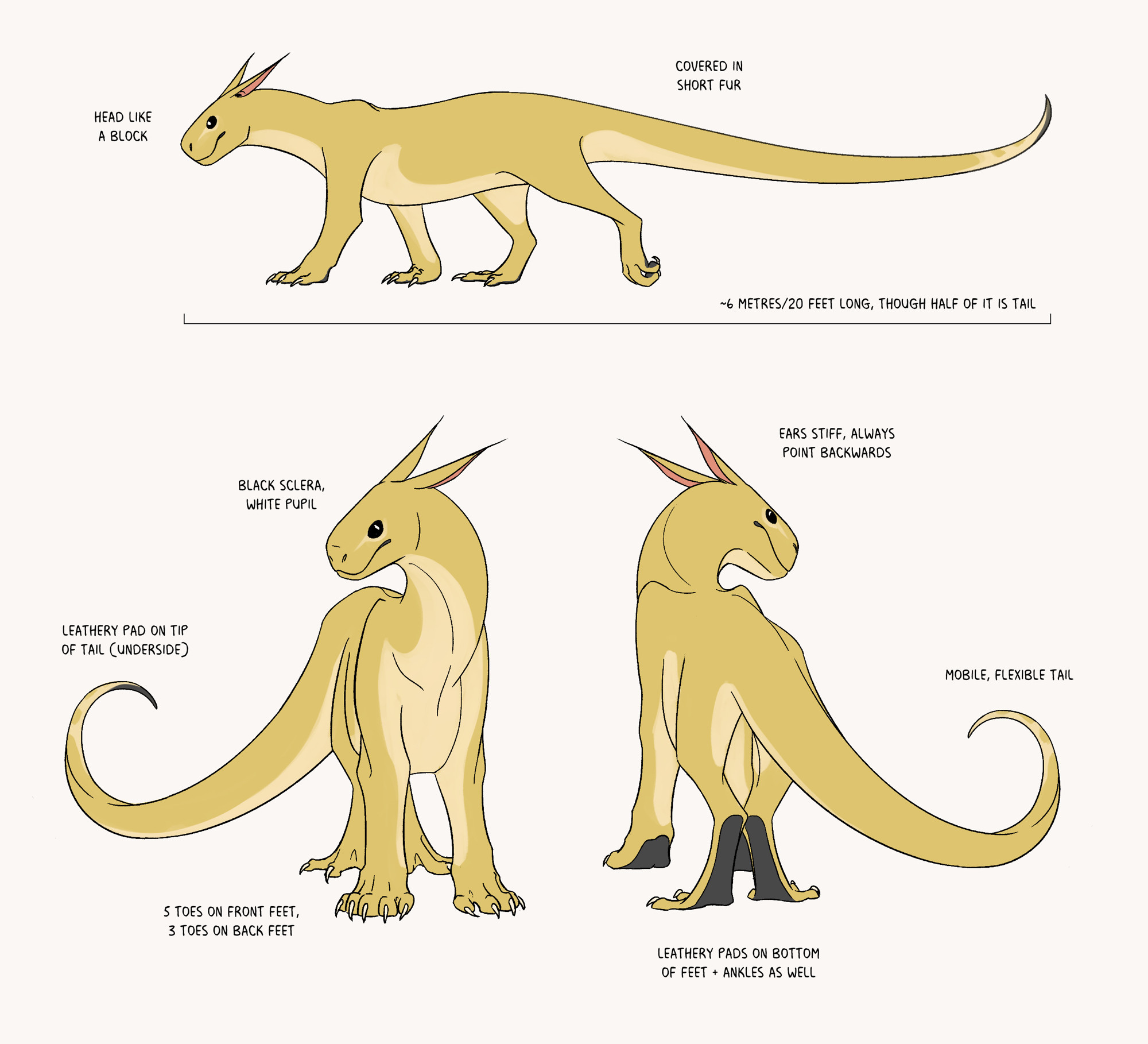 Reference sheet for a pale yellow, quadrupedal monster. She has a block shaped head and a leonine body, as well as a long, thick tail that tapers at the end. She has five digits on her front paws and three on her back ones, making them look more like a bird foot. Her ears are thin and pointed, and her eyes have white pupils on black sclera. The bottom of her feet and tip of her tail have black, leathery pads.