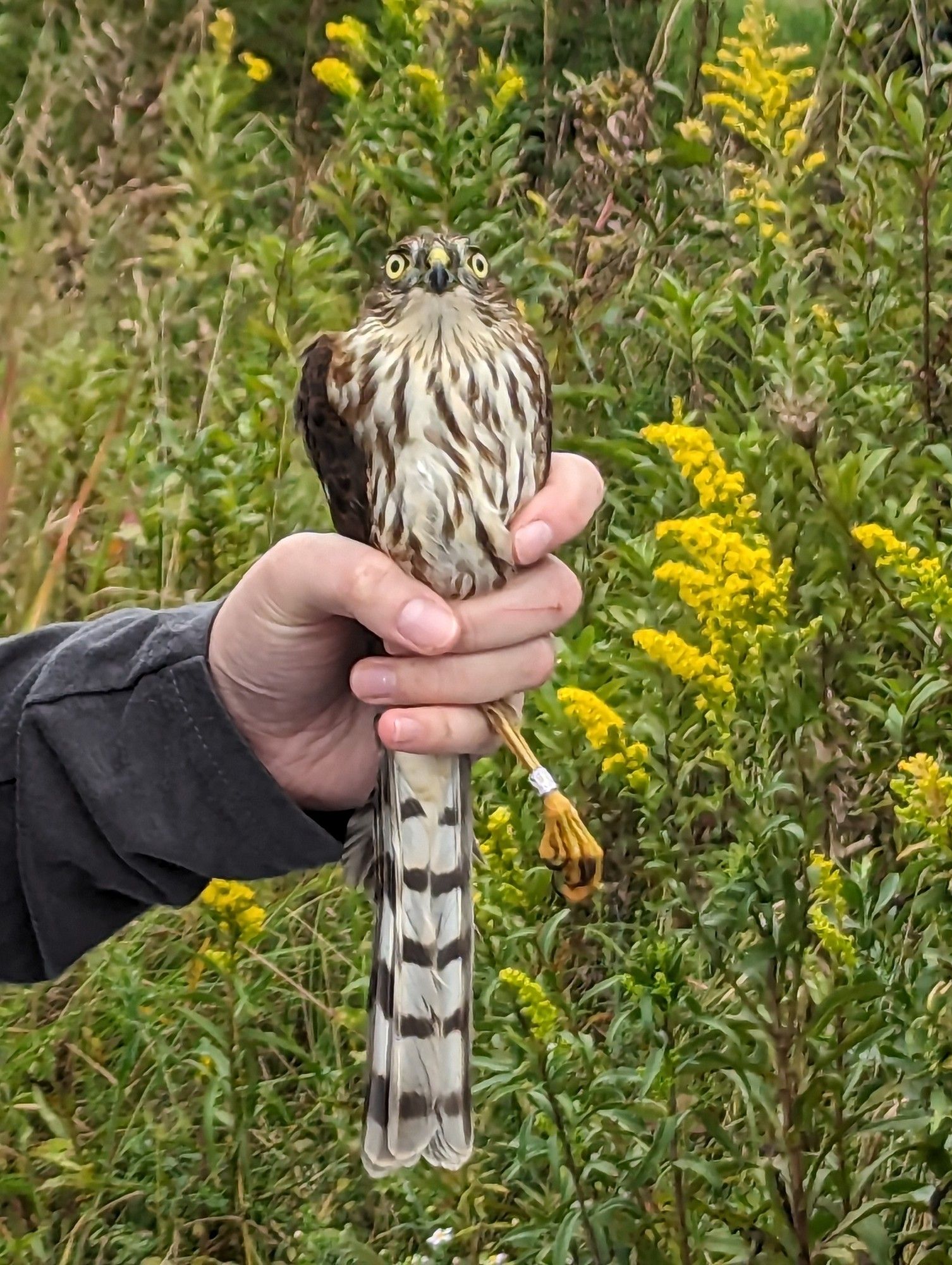 A young sharp shinned hawk being held in someone's hand, he looks a little bug eyed and has a metal band on his leg