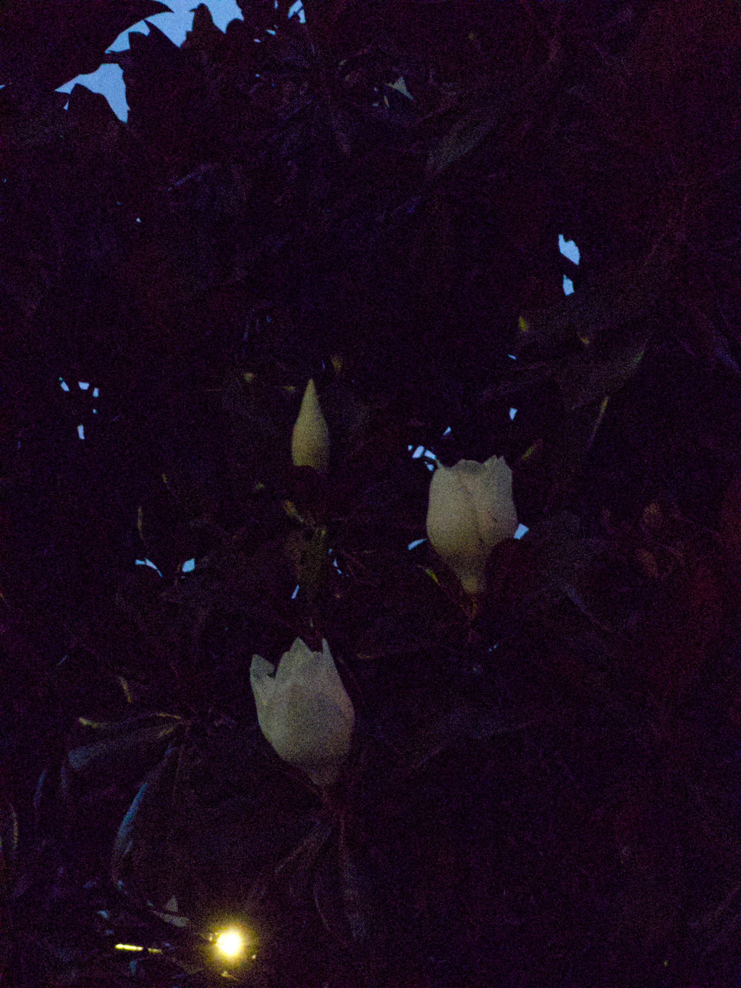 magnolia flowers in bloom, at night