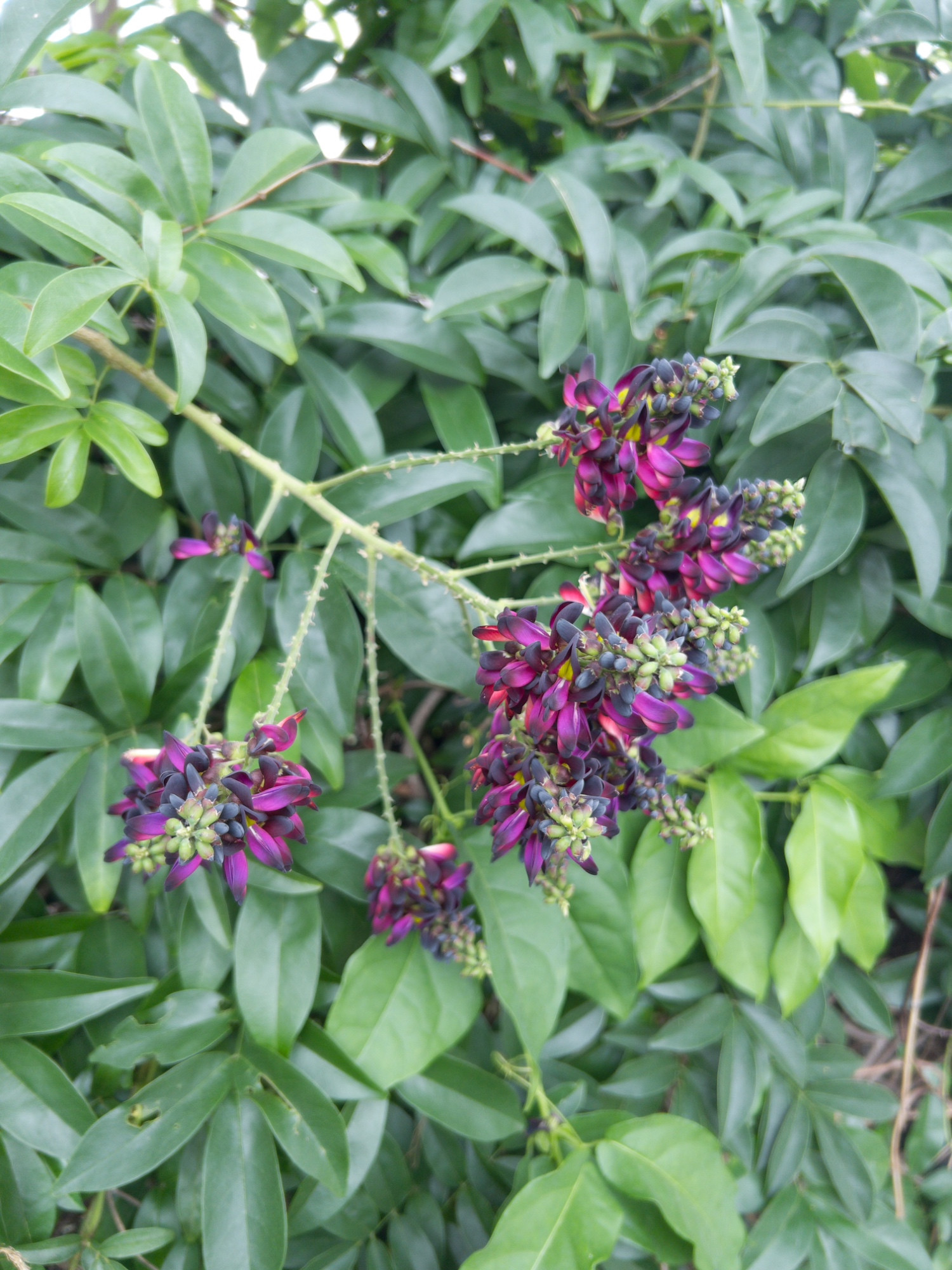 purple flowers bloom against a backdrop of green leaves