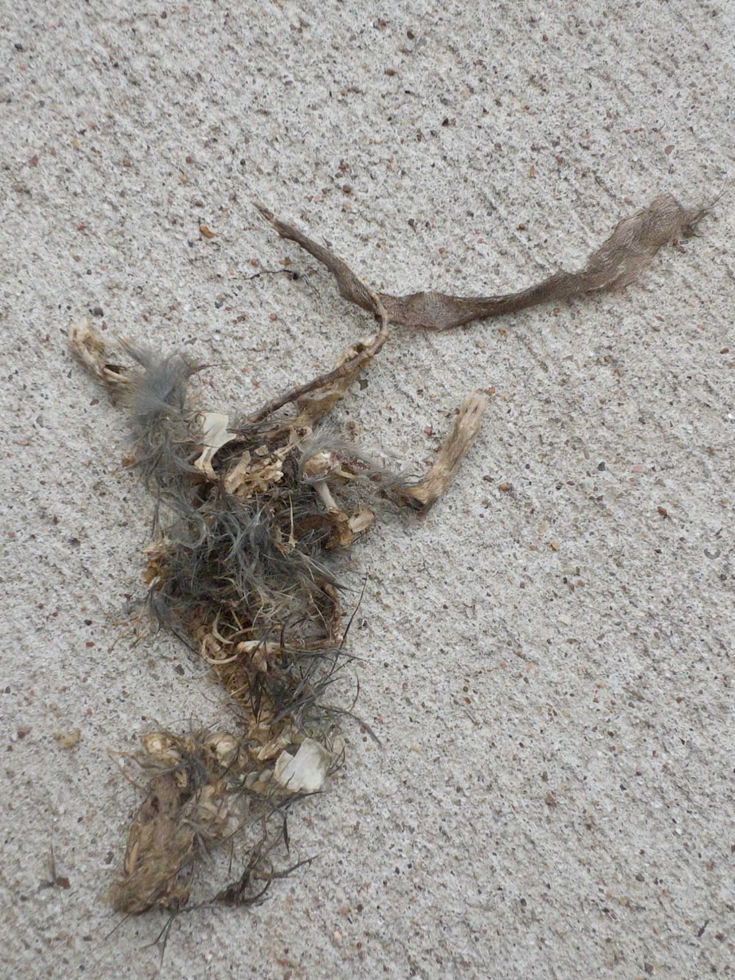 bones and fur from a squirrel sit bare on a concrete sidewalk