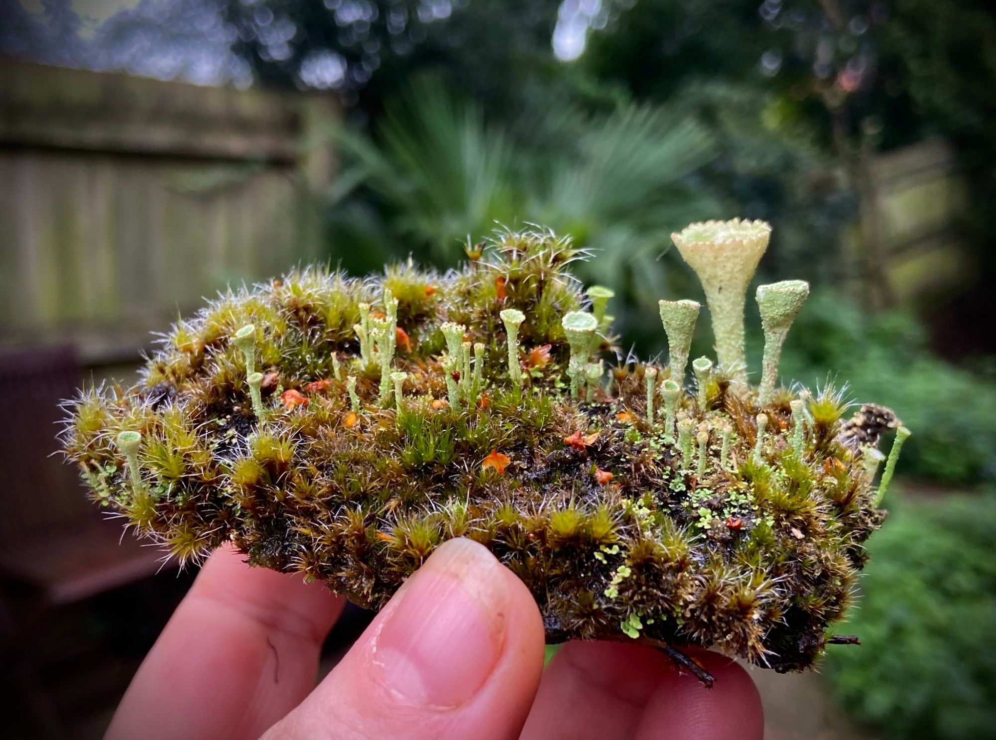 cladonia & moss