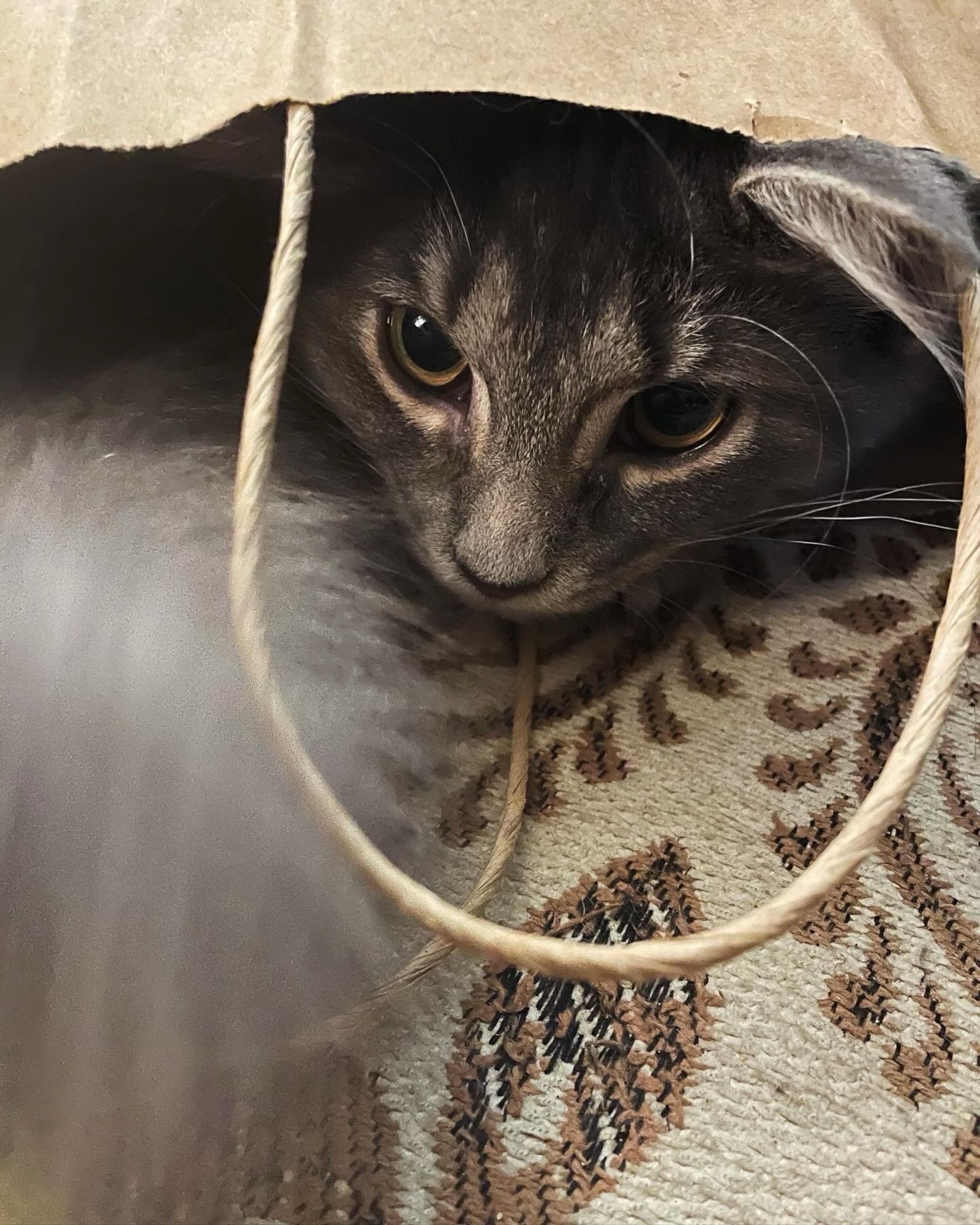 Small grey striped kitty making herself comfy in a Xmas gift bag