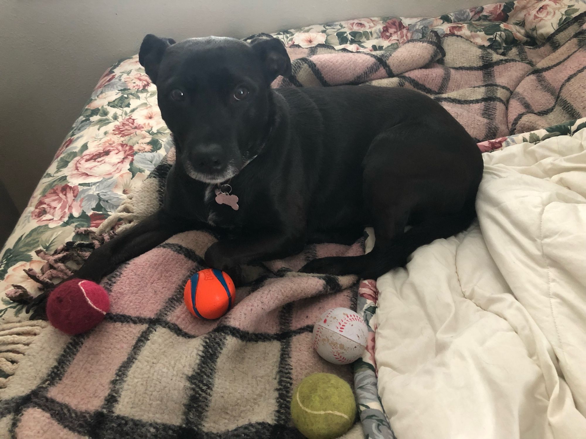 A medium sized black dog looking plaintively at the camera and lying down slightly curled around with her front feel guarding her pink tennis ball, an orange ball, a yellow tennis ball and a rubber baseball.