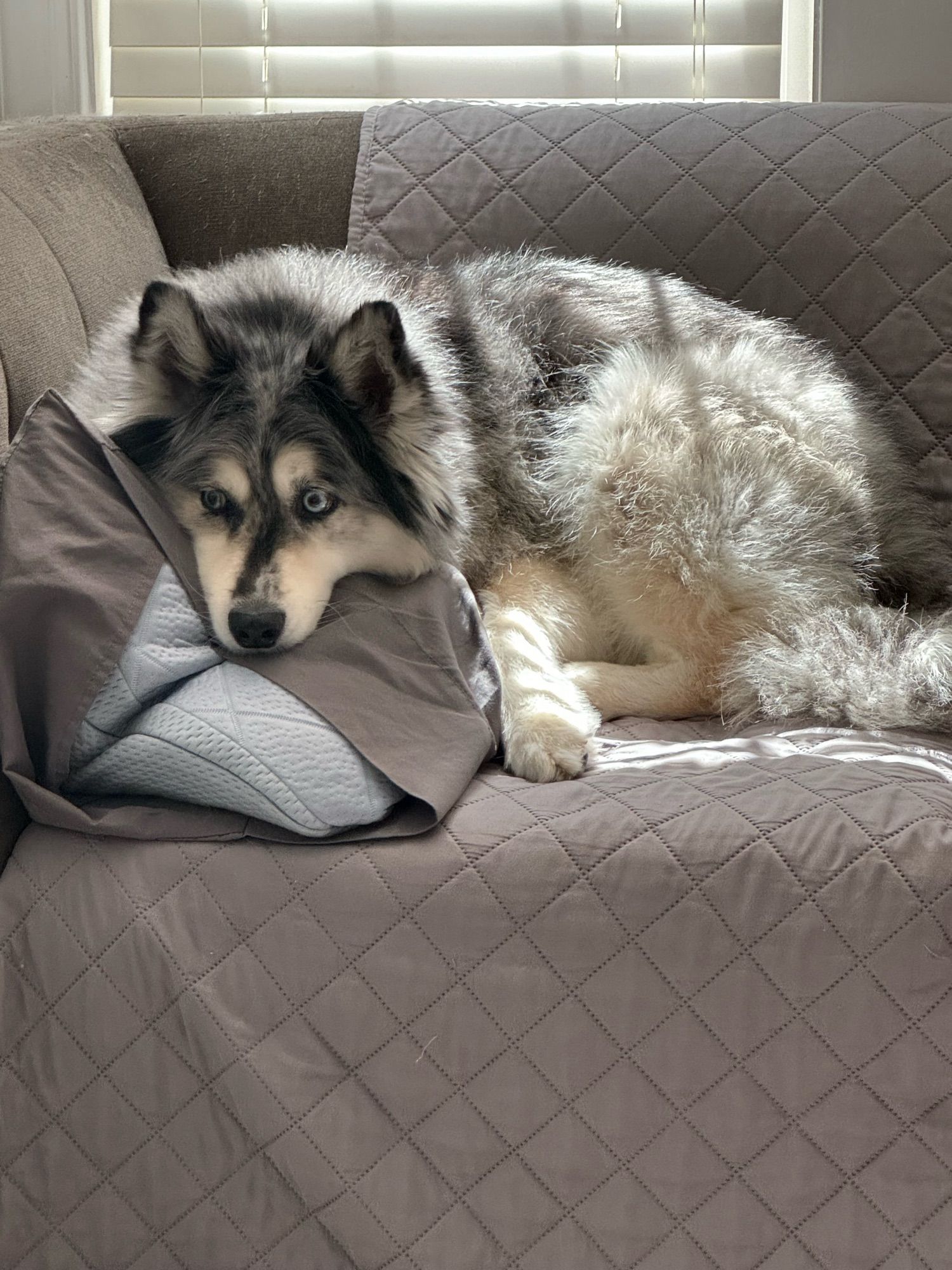 Nymeria a white, grey & black long haired husky mix is laying on a grey couch resting her head on a grey pillow looking away from the camera and sad. She is a baby in this picture and wants to be snuggled.