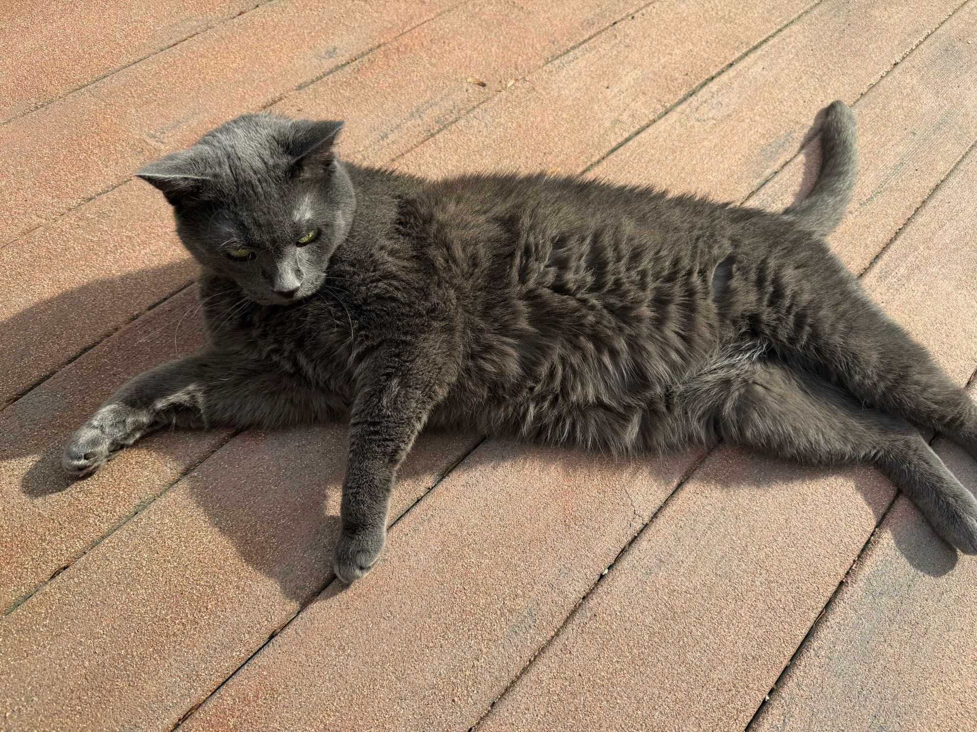 Sebastian a blue Russian cat is laying on his side, on a reddish deck. He uses this position to tempt you into petting the belly. Which he enjoys for exactly 6 pets.