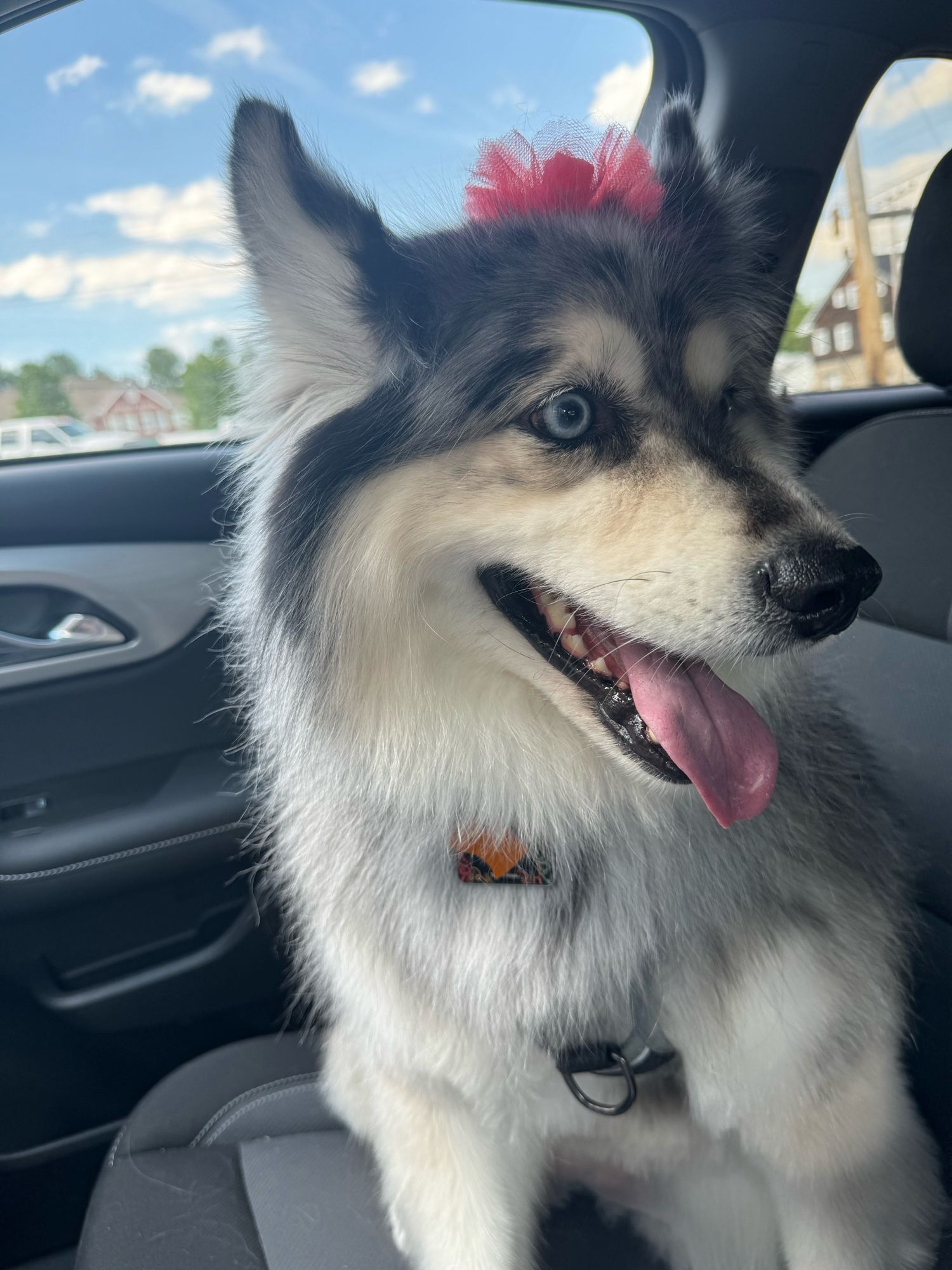 Nymeria, a black, grey & white long haired husky mix is sitting in a car with her tongue out and her ice blue eyes are staring behind her.