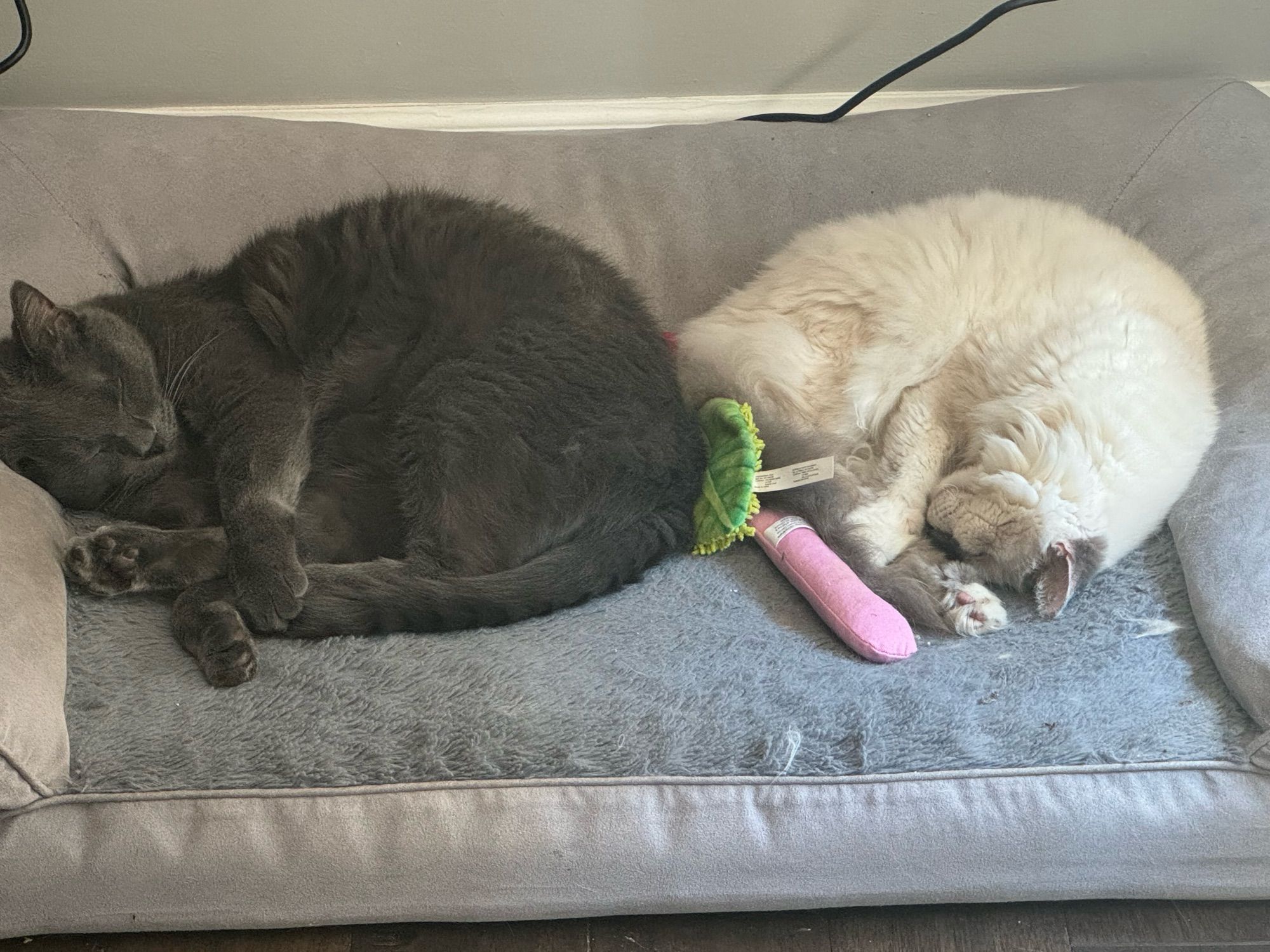 Two cats napping together on a grey bed with their toys in between them. On the left is Sebastian a Russian blue cat, he is sleeping with his back paw in between the front paws and is a bit cinnamon roll shaped. On the right is Ella, a white long hair Himalayan ragdoll mix. She is sleeping with her front paws touching the back paws.