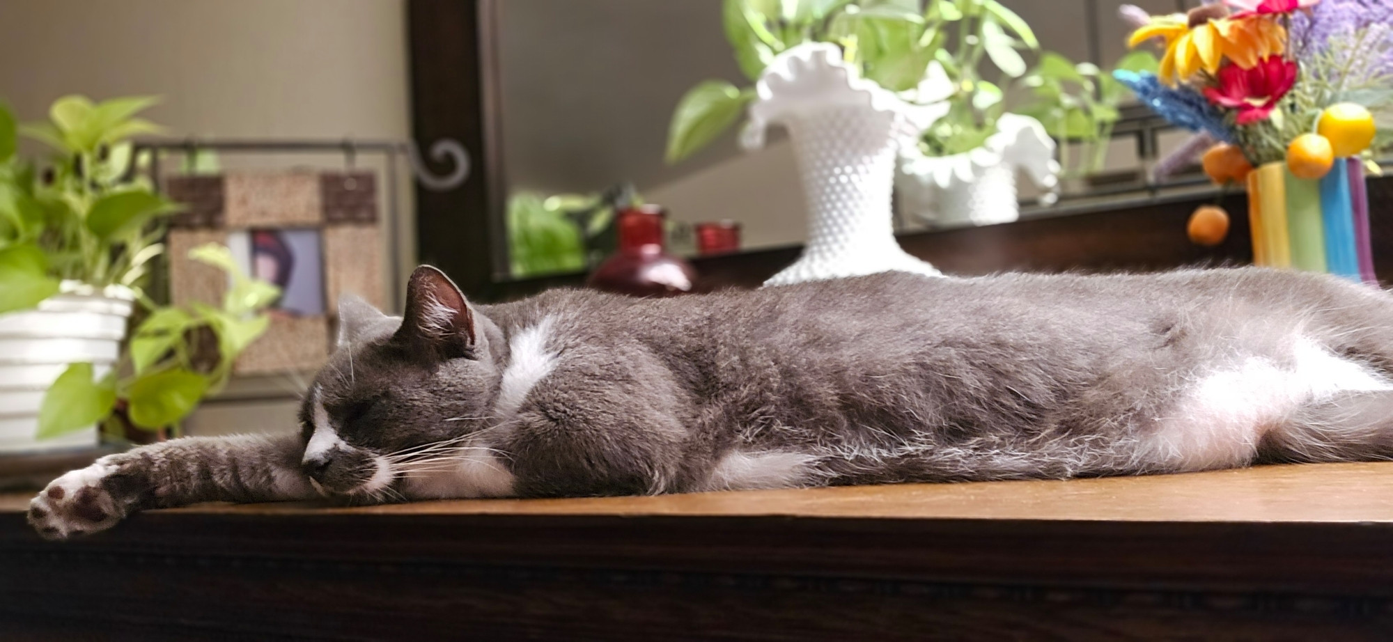 handsome grey and white cat lays on a wooden surface, one arm curled under him and the other stretched out in front of bim, hanging off the ledge. there are two plants in white pots in the background, and a bouquet of colorful flowers in a rainbow-striped vase.