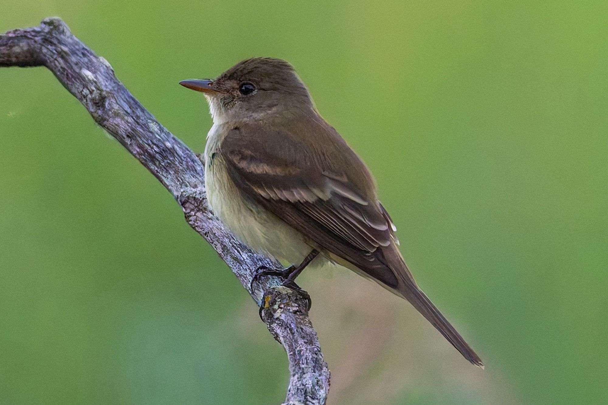 A Willow Flycatcher perched on a bare branch against a green background