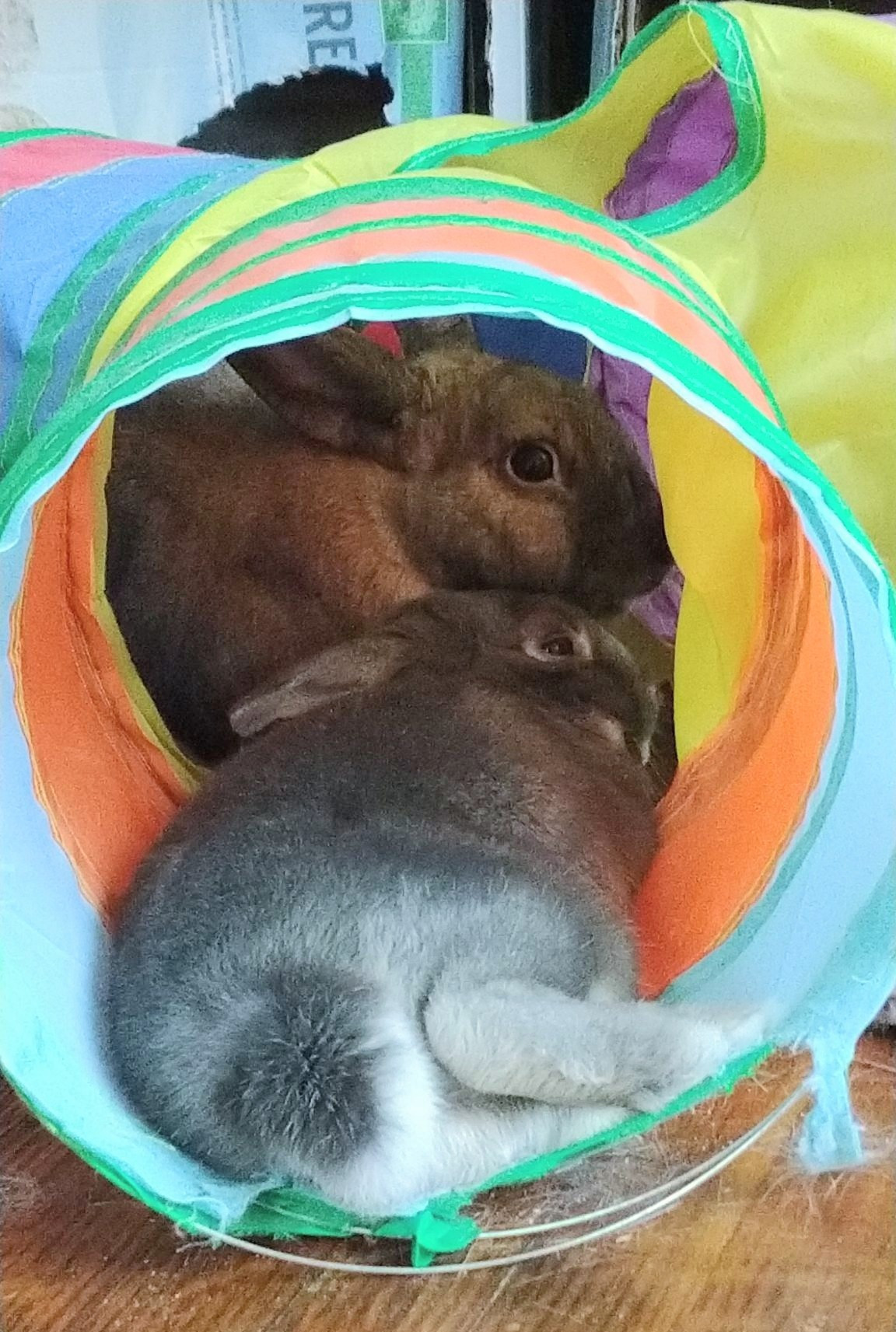 frank & tootie in rainbow tunnel that's kinda chewed on a little; tootie is very comfily flopped