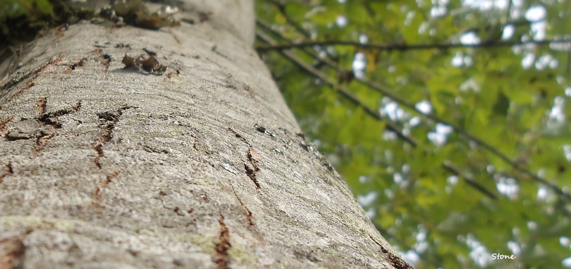 looking at a tree. Can see the bark really clearly up close. The leaves on the limbs above R sorta blurred cos the camera is focusing on that 1 spot on the tree.