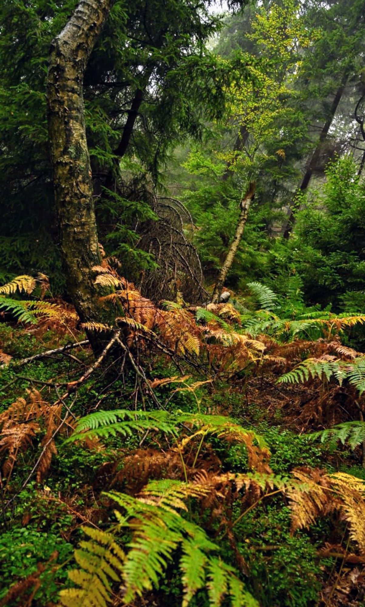 Foto im Wald. Im Vordergrund Farne, dahinter Bäume.