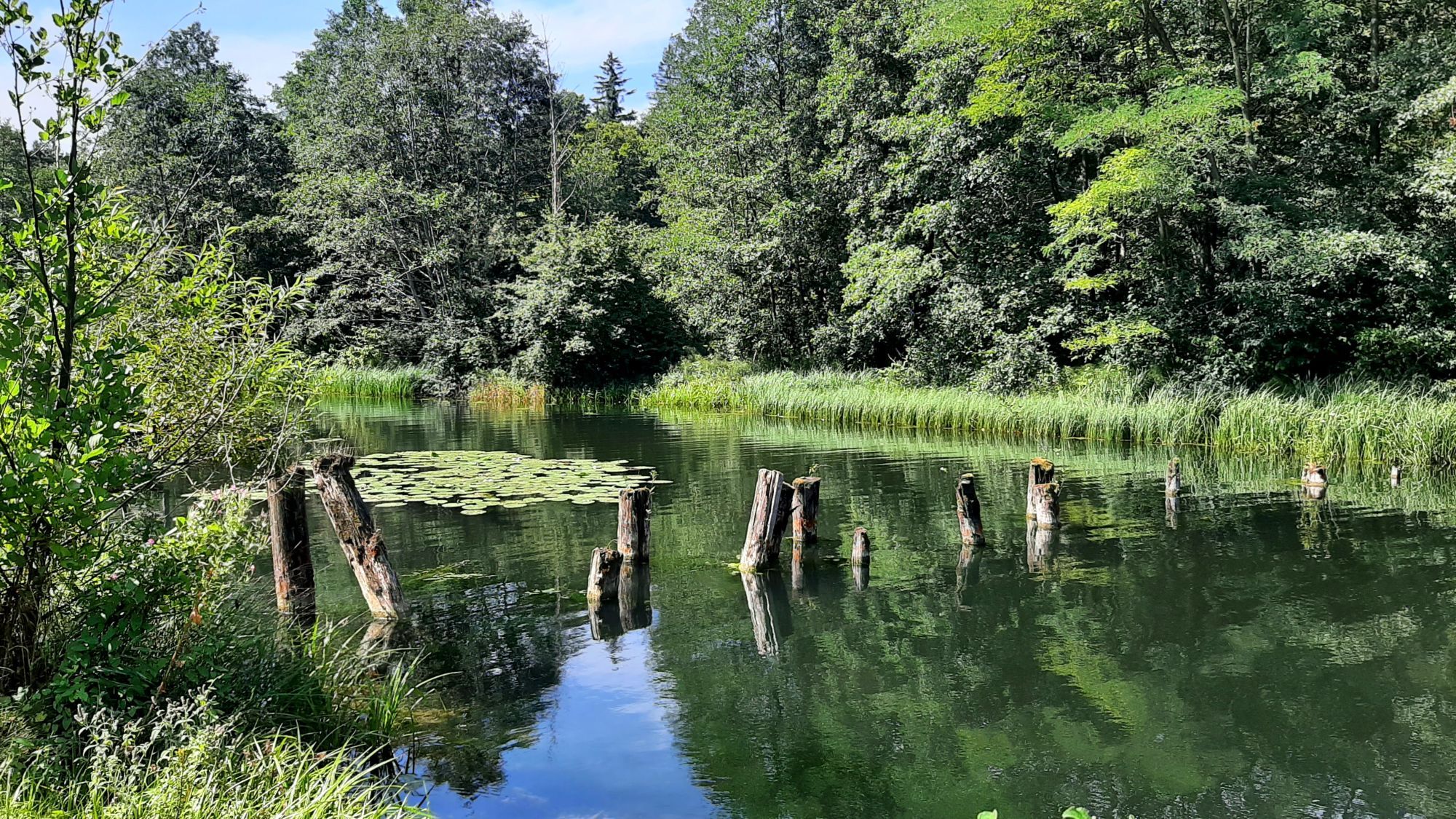 Flusslandschaft mit viel Grün: dunkelgrünes Wasser mit einem kleinen blauen Fleck, in dem sich der Himmel spiegelt, rundherum zahlreiche Bäume in unterschiedlichen Grüntönen sowie hellgrünes Schilf. Eine Reihe von Holzpflöcken schaut aus dem Wasser, dahinter schwimmen hellgrüne Seerosenblätter auf der Wasseroberfläche.