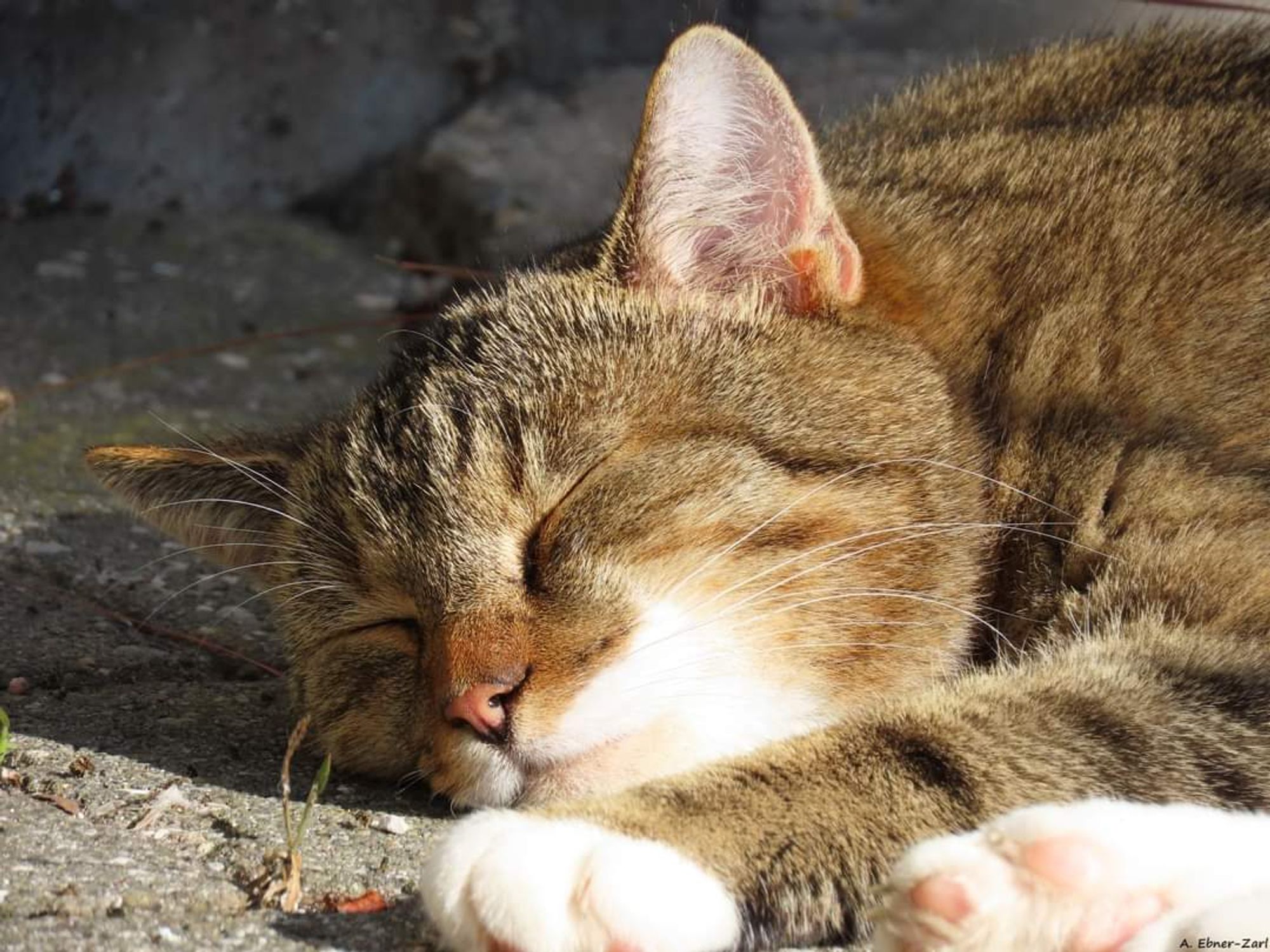 Close-up of a sleeping cat. The cat lies on the ground in the sun, also its head rests on the ground, its eyes are closed.