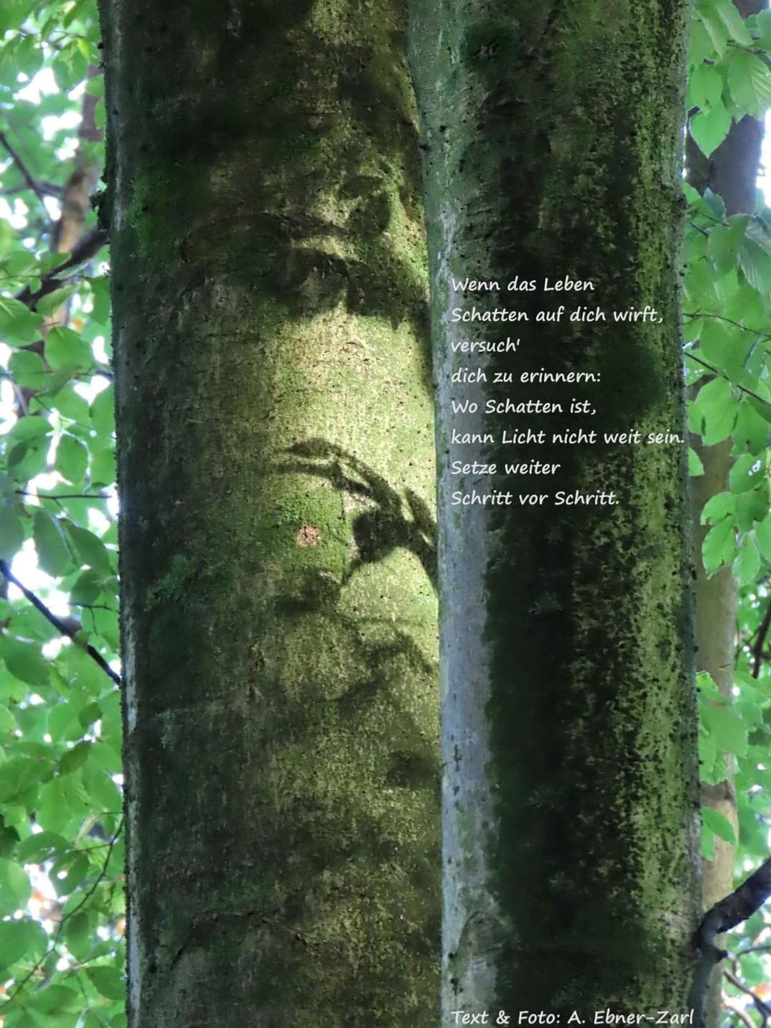 Foto von zwei Bäumen im Wald, wobei nur die beiden Stämme vor dem Hintergrund von Blättern zu sehen sind. Der linke Baumstamm wird an einer Stelle von Licht beschienen, weswegen sich einige Zweige und Blätter als feine Schatten auf ihm abzeichnen. Auf dem Baumstamm daneben wurde das Foto mit einem Aphorismus versehen: "Wenn das Leben Schatten auf dich wirft, versuch' dich zu erinnern: Wo Schatten ist, kann Licht nicht weit sein. Setze weiter Schritt vor Schritt." Am unteren Bildrand steht: "Text & Foto: A. Ebner-Zarl".