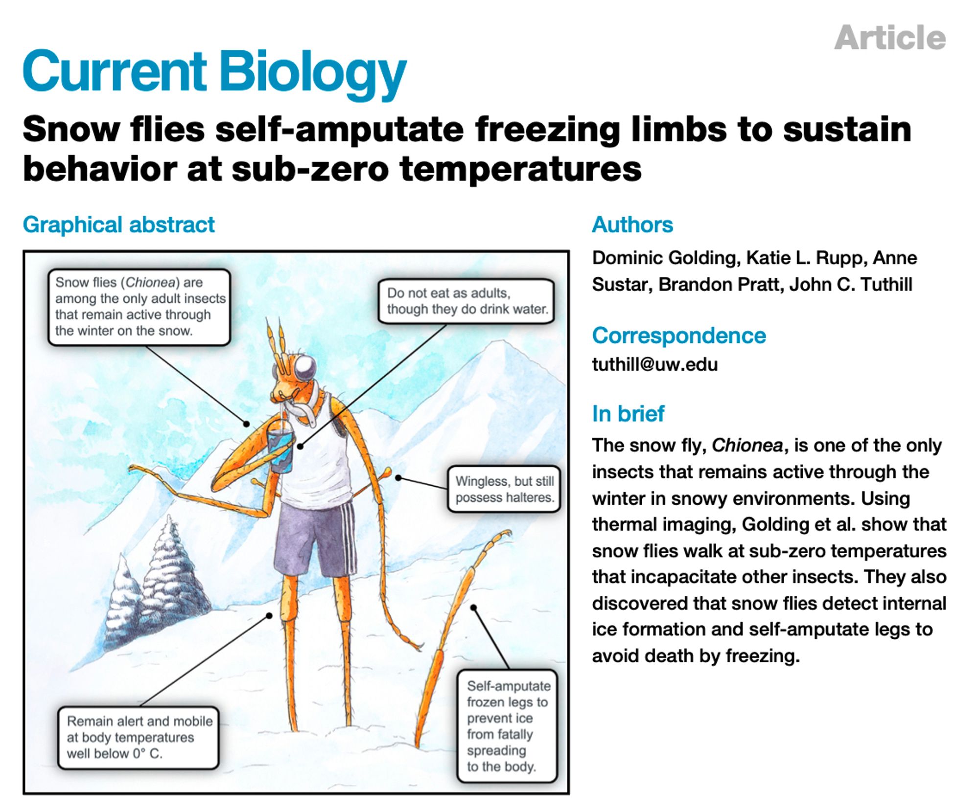 A screenshot of a graphic abstract with a super rad fly drinking an Icee on a snowy mountain after self-amputating a frozen limb to prevent ice from fatally spreading to the body.