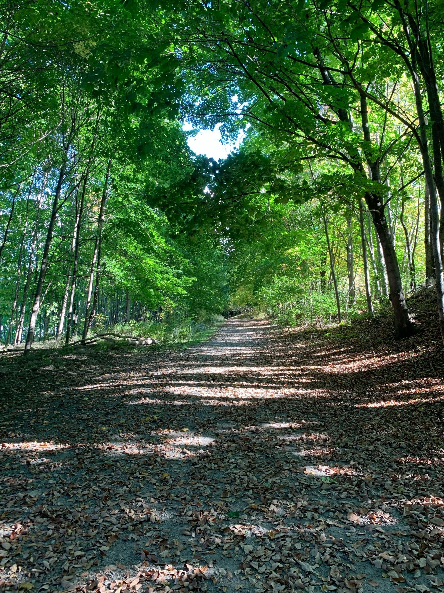 Shot of woods by the Kennebec river