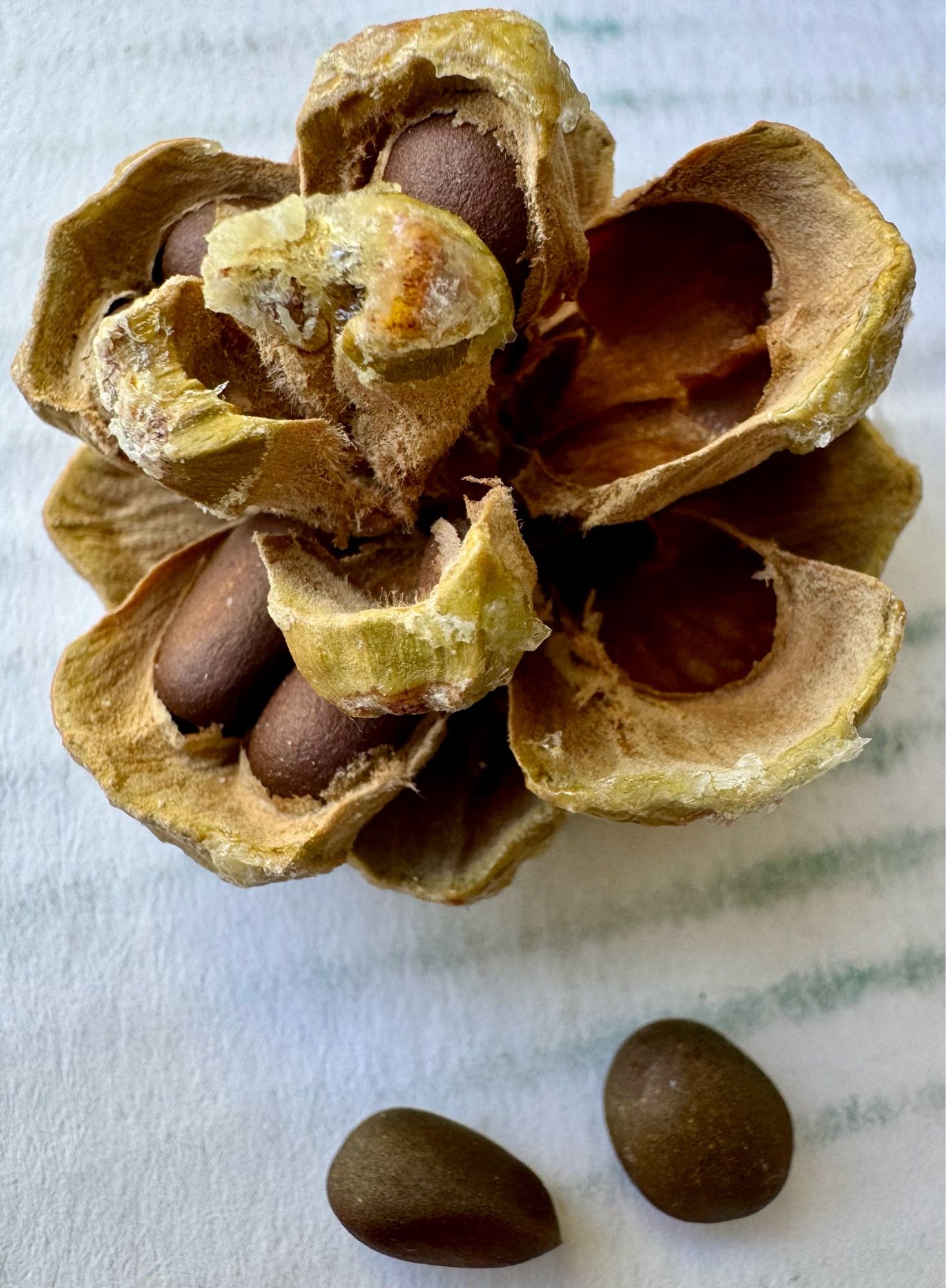 Pinyon pine cone and nuts before separating the nuts from the cone, which is full of sticky pine resin