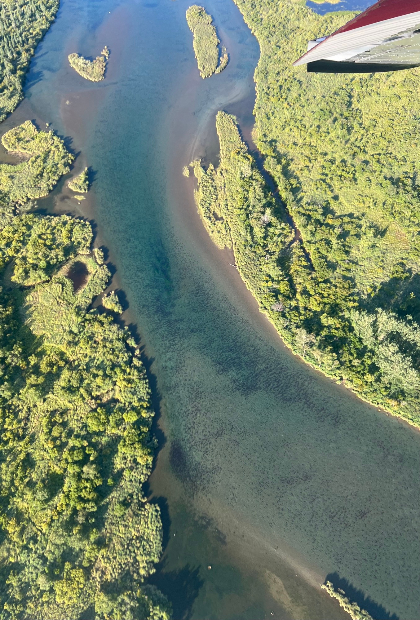Innumerable reddish brown fish massed in a river bottom as seen from a floatplane 