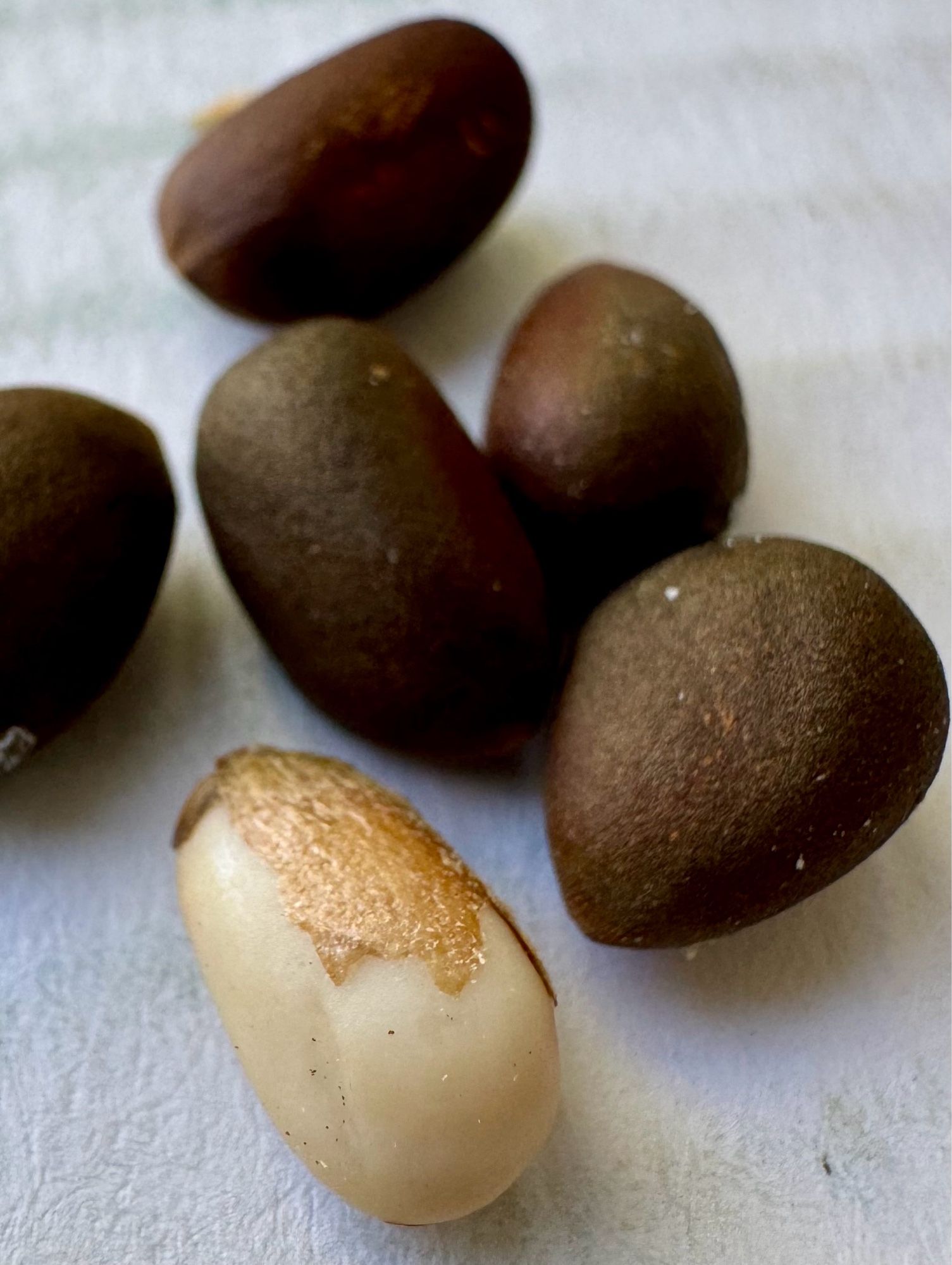 A shelled pine nut next to five others. It took time to figure out how to shell them, smashing the nuts like a clove of garlic works poorly resulting in a pasty mix of shell fragments and the fatty edible part. One has to crease the shell with a knife, I found, which is labor intensive. Obviously there’s a better way I’ve not yet figured out.