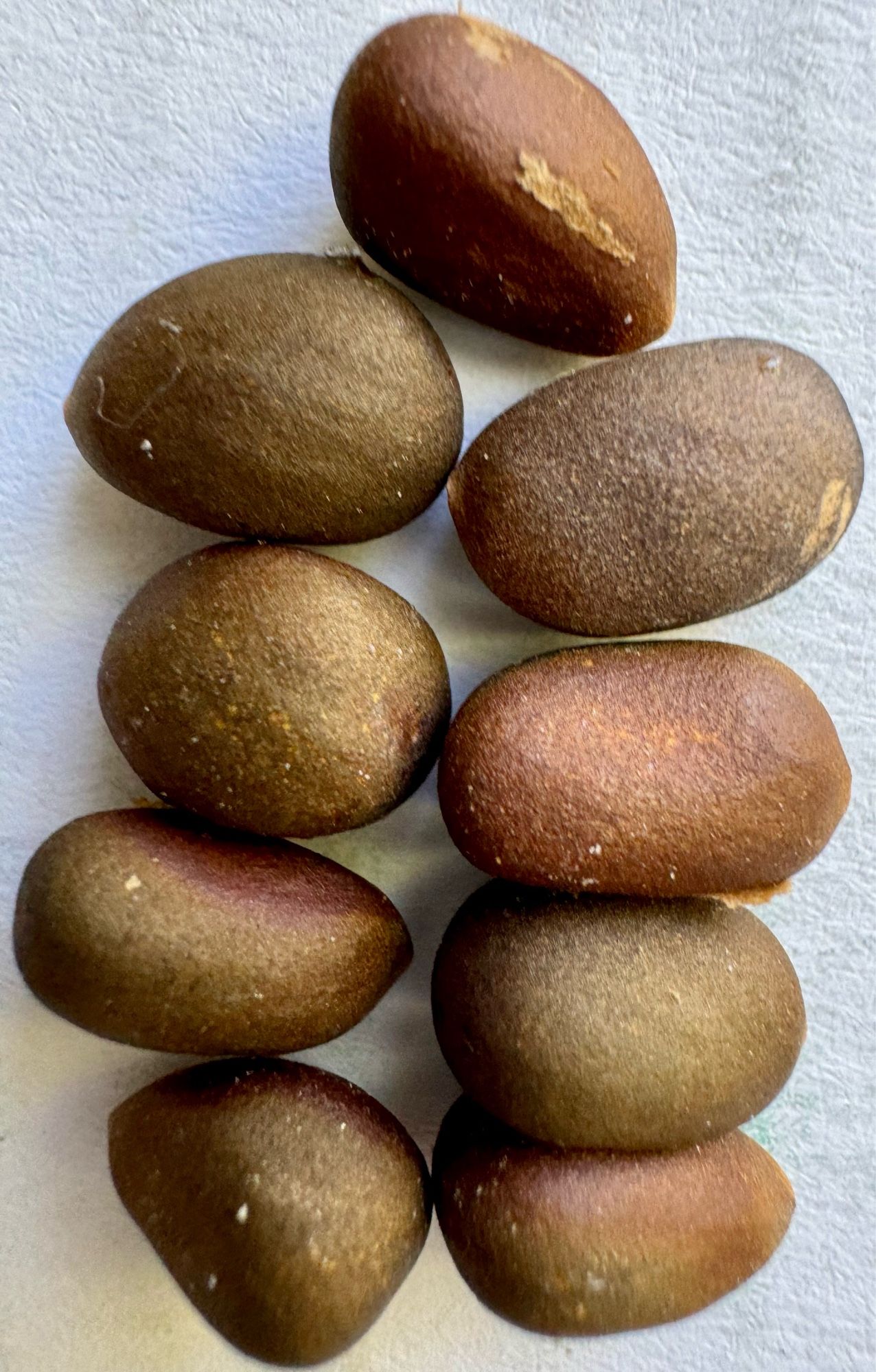 Nine pine nuts before shelling