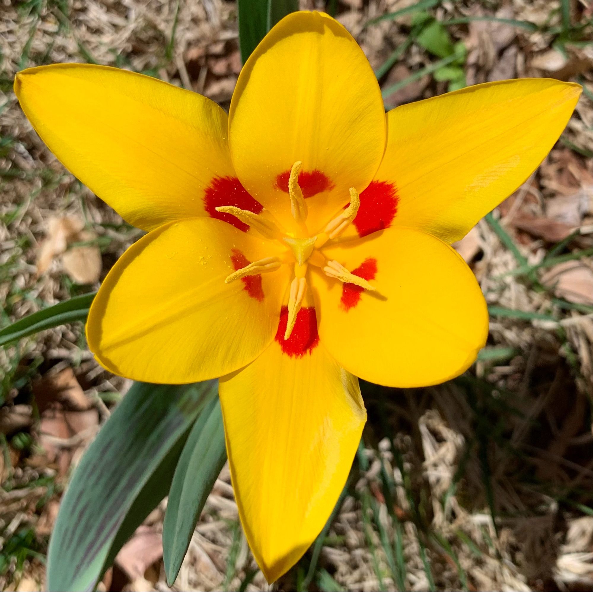 A bright yellow tulip with red spots in the center opens up in early spring.