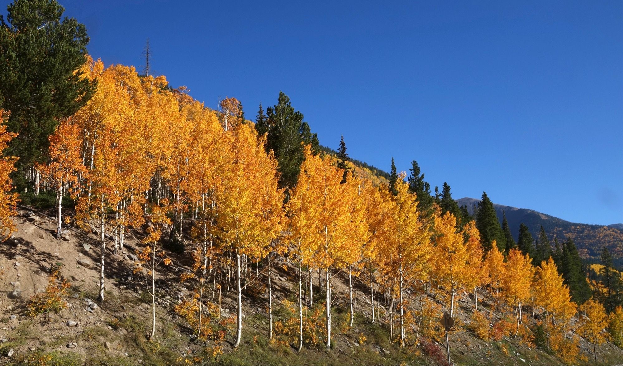 Yellow-orange aspen leaves, white trunks, blue sky.

DSLR pic, saturation was not adjusted. Brightness was increased in this case since the photo was underexposed in camera.