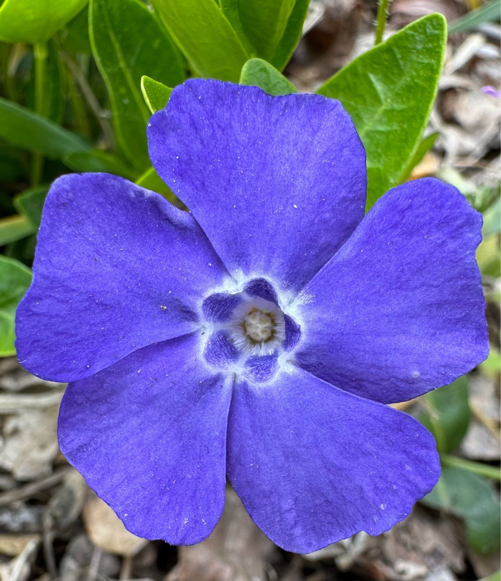 Five-lobed blue flower with some white near the center